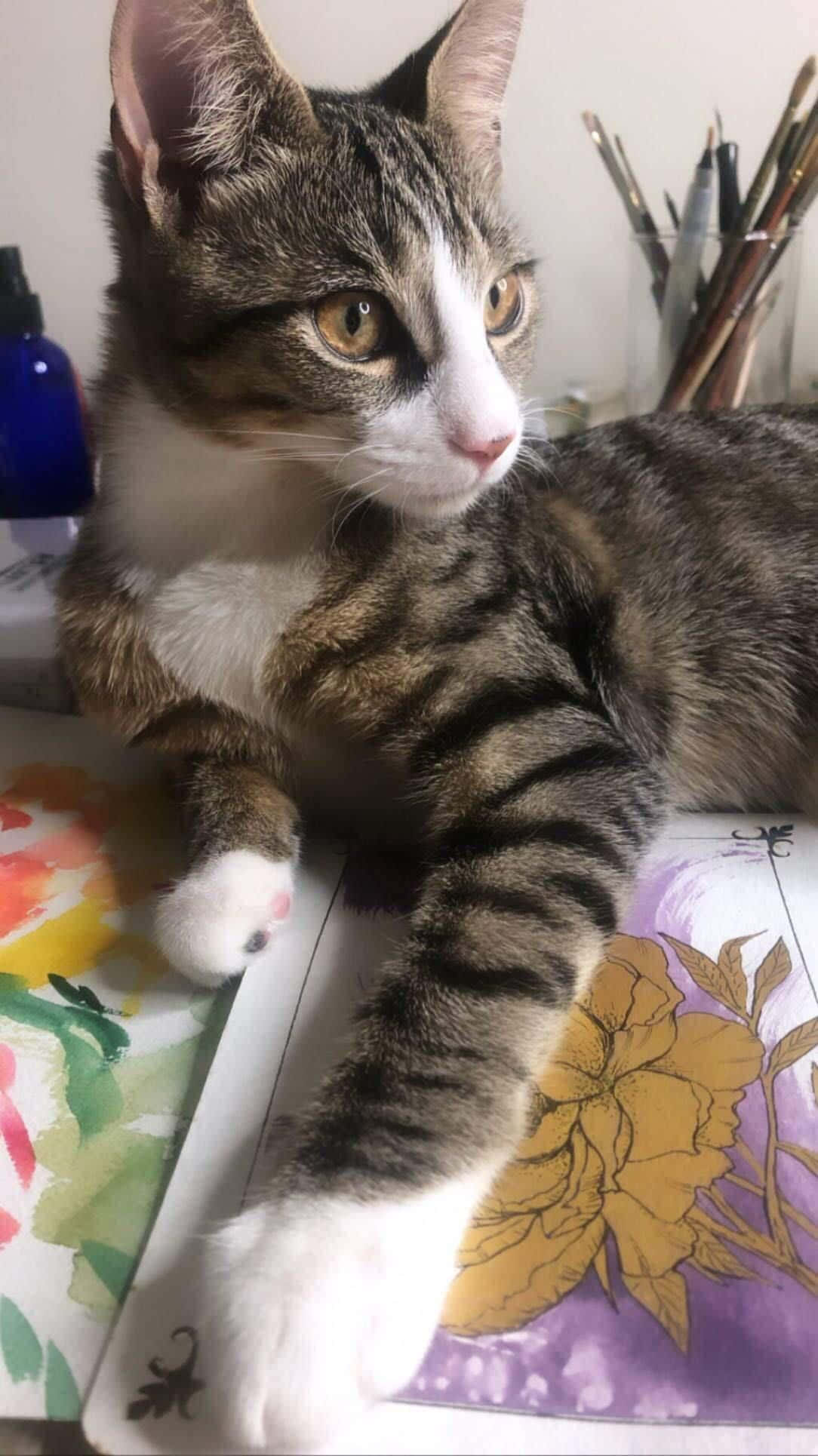 Cute Cat 桌布 壁紙 — 一隻白爪虎斑貓在色彩繽紛的花卉藝術紙上休息，旁邊有畫筆和一個藍色瓶子。
