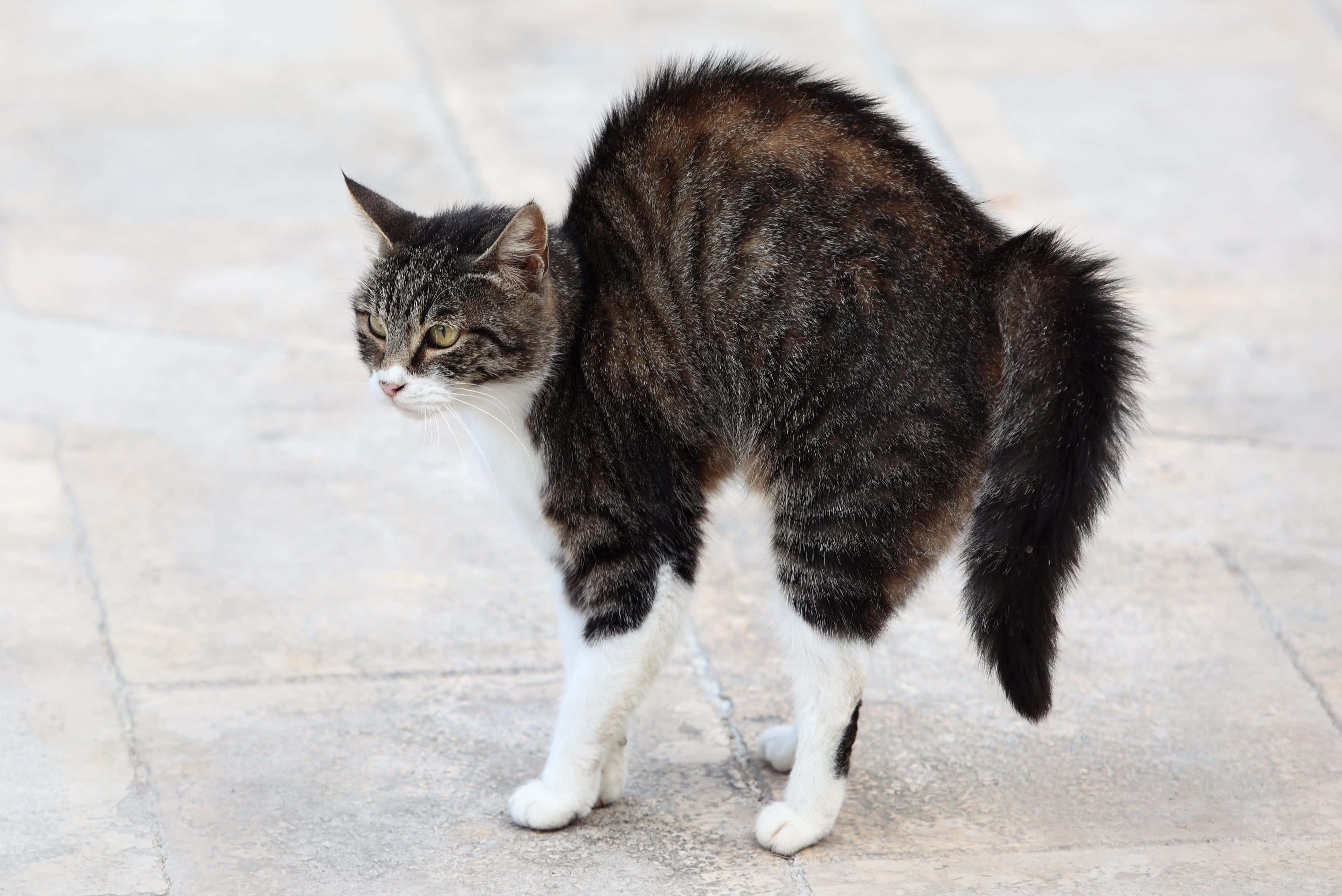 Cat Tail 桌布 壁紙 — 一隻白爪虎斑貓警覺地站在石鋪地上，毛髮蓬亂，目光專注地望向側面。