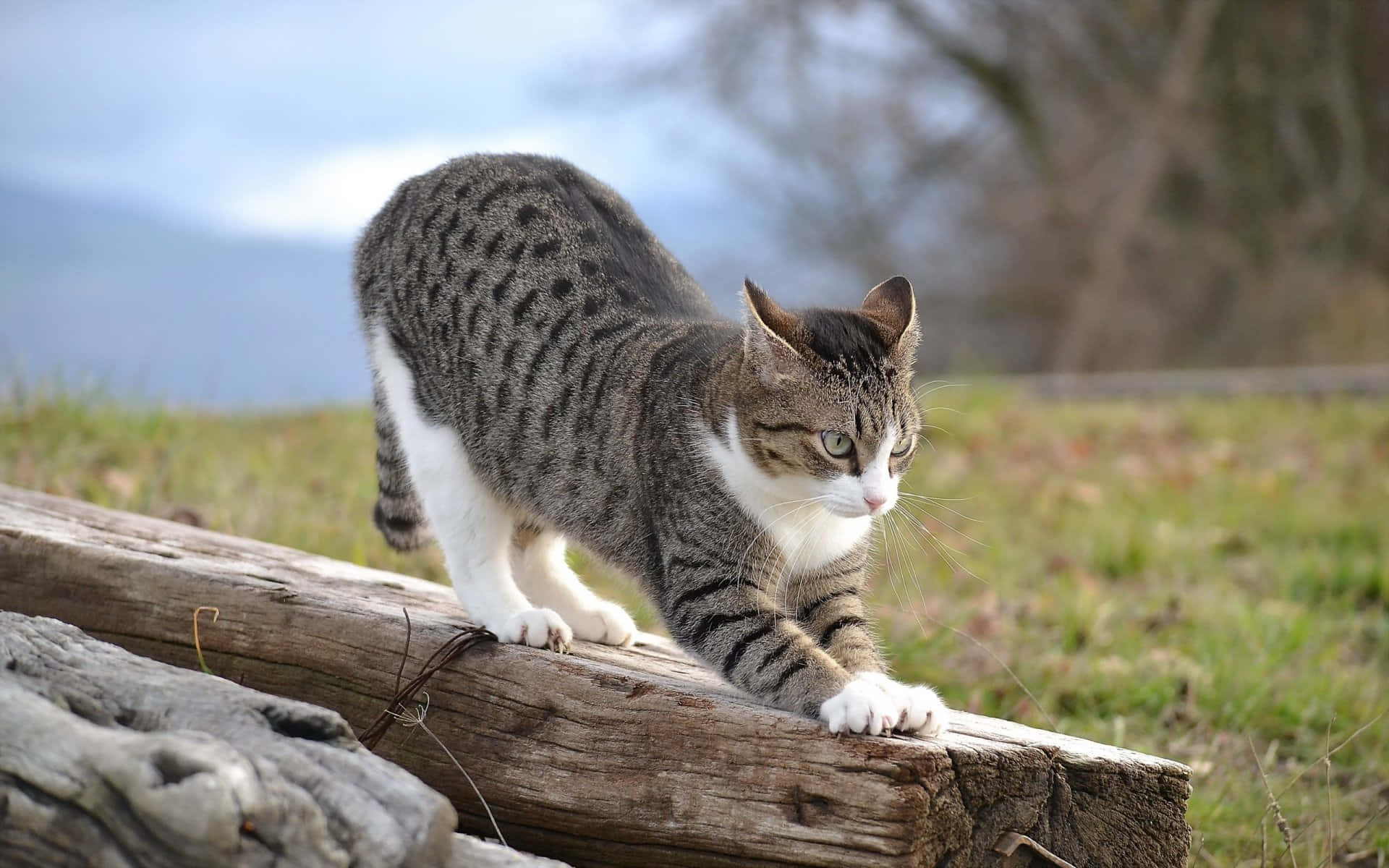 Cat Scratching Post 桌布 壁紙 — 一隻白爪虎斑貓警覺地蹲在草地上一根風化的木頭上。