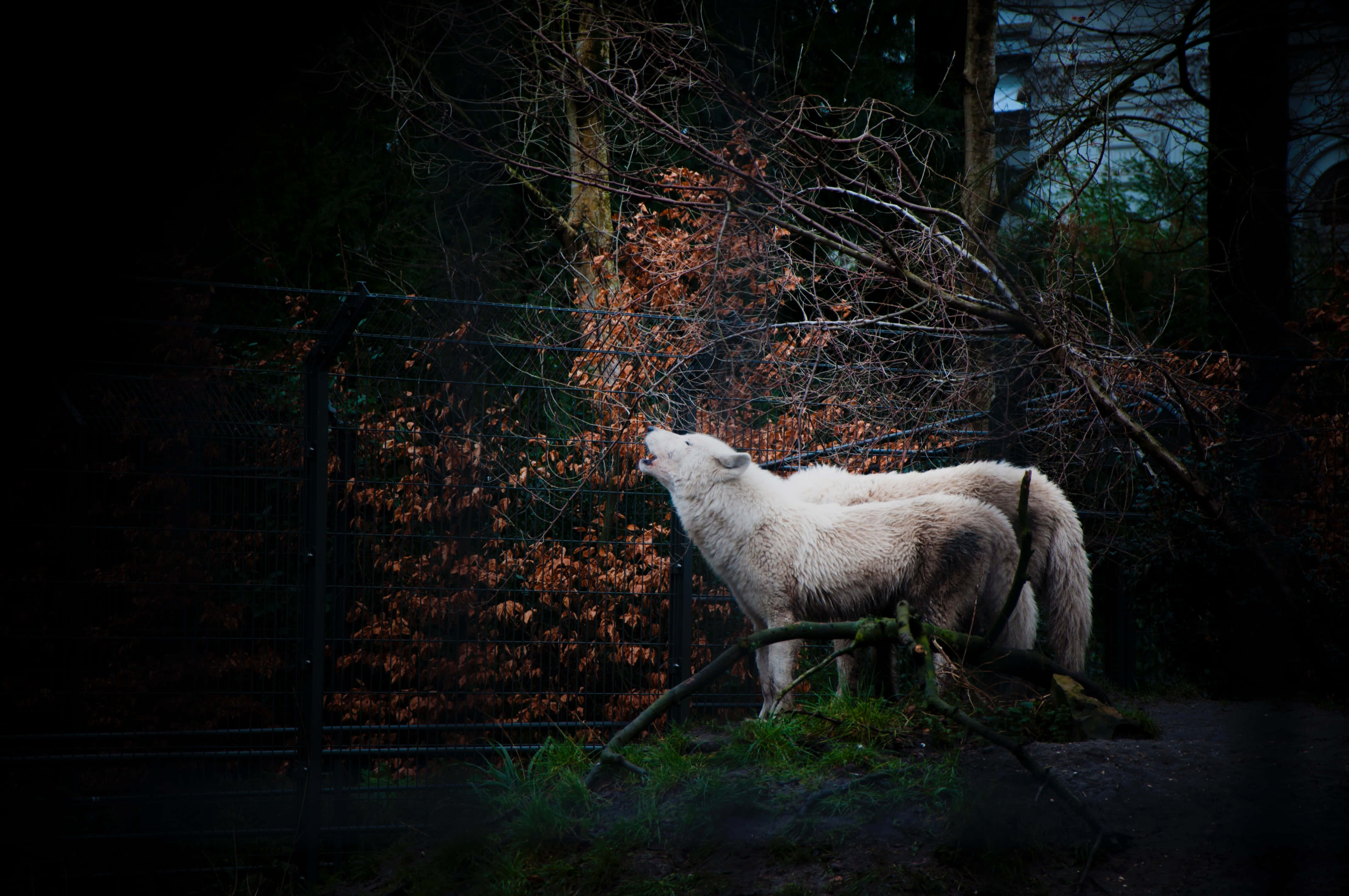 Wolf Photography 桌布 壁紙 — 一隻白狼在昏暗的森林中警覺地站立，頭部向上傾斜，秋天的樹葉在籬笆後發光。