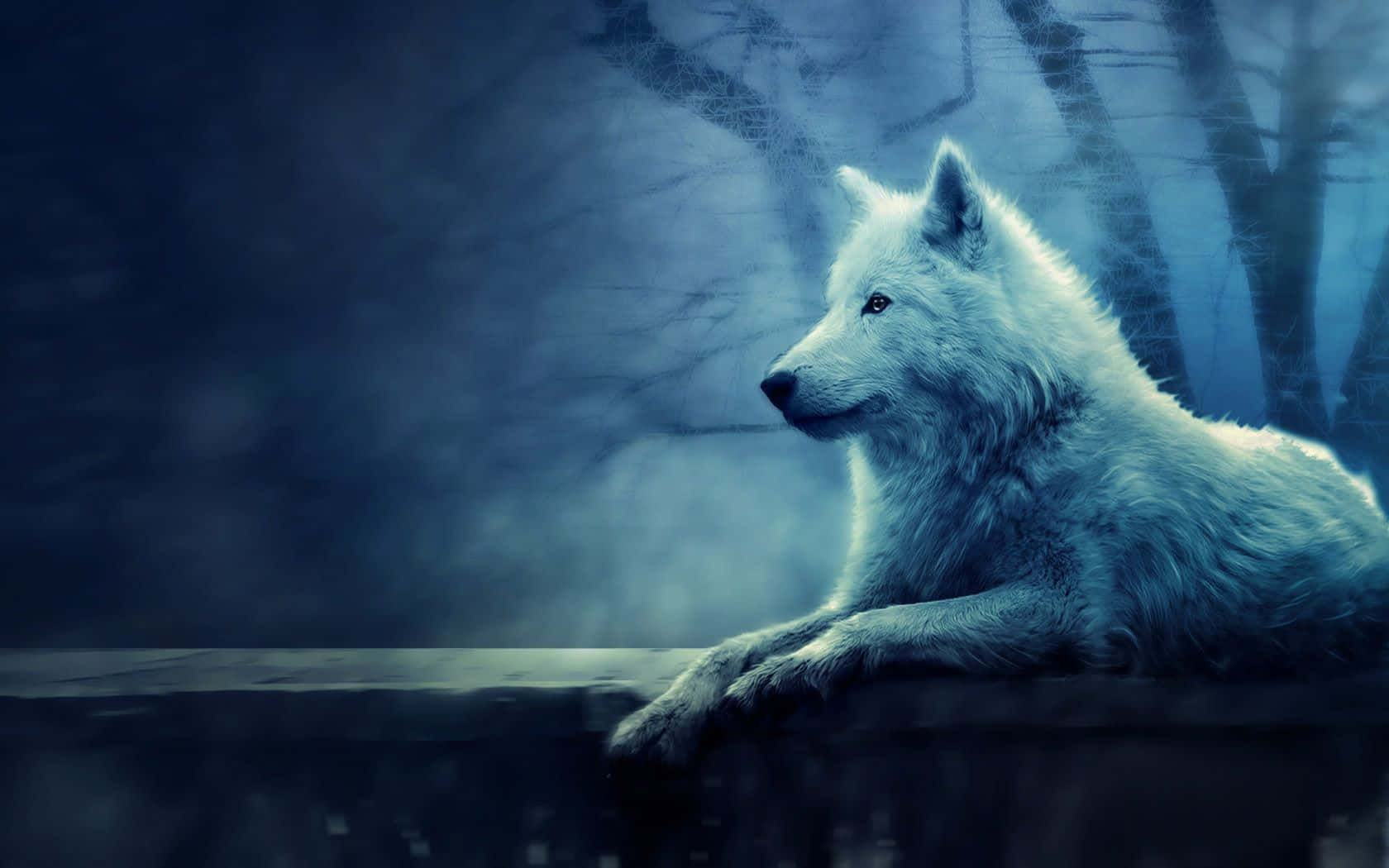 Mystical Wolf 桌布 壁紙 — 一隻白狼在暮色中警覺地休息在霧藍森林的石架上。