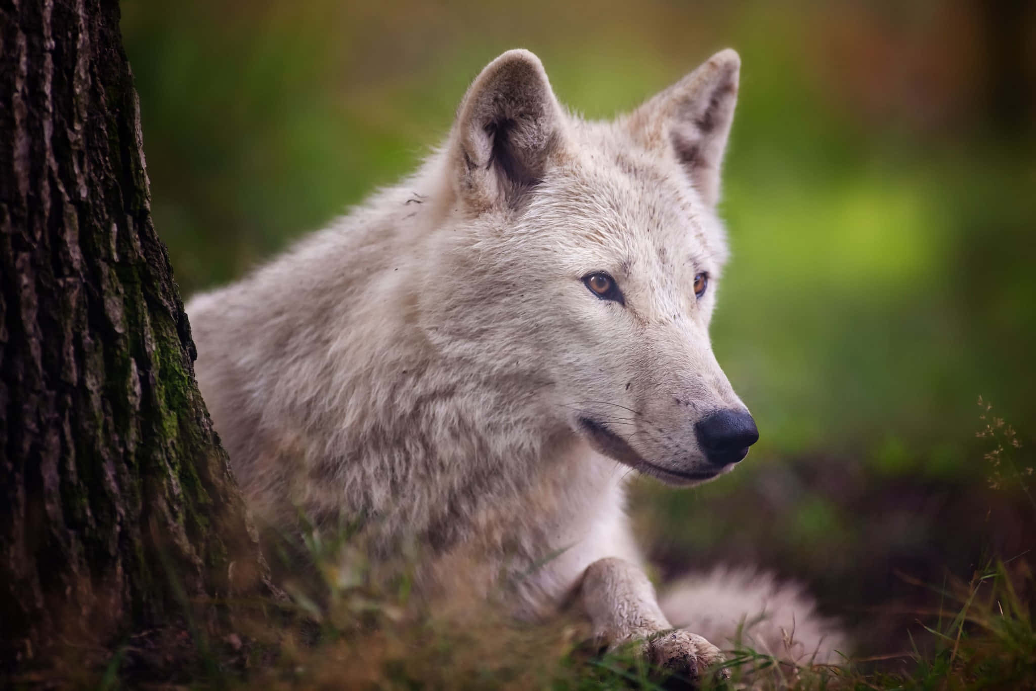 Arctic Wolf 桌布 壁紙 — 一隻白狼在柔焦的森林空地中，警覺地休息在長滿苔蘚的樹幹旁。