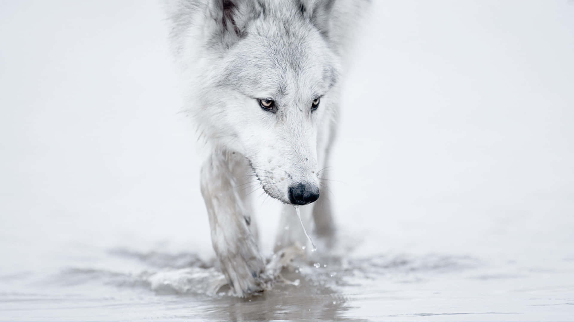 Arctic Wolf 桌布 壁紙 — 一隻白狼在淺水中行走，水滴從牠的嘴邊滴落，背景是雪地。
