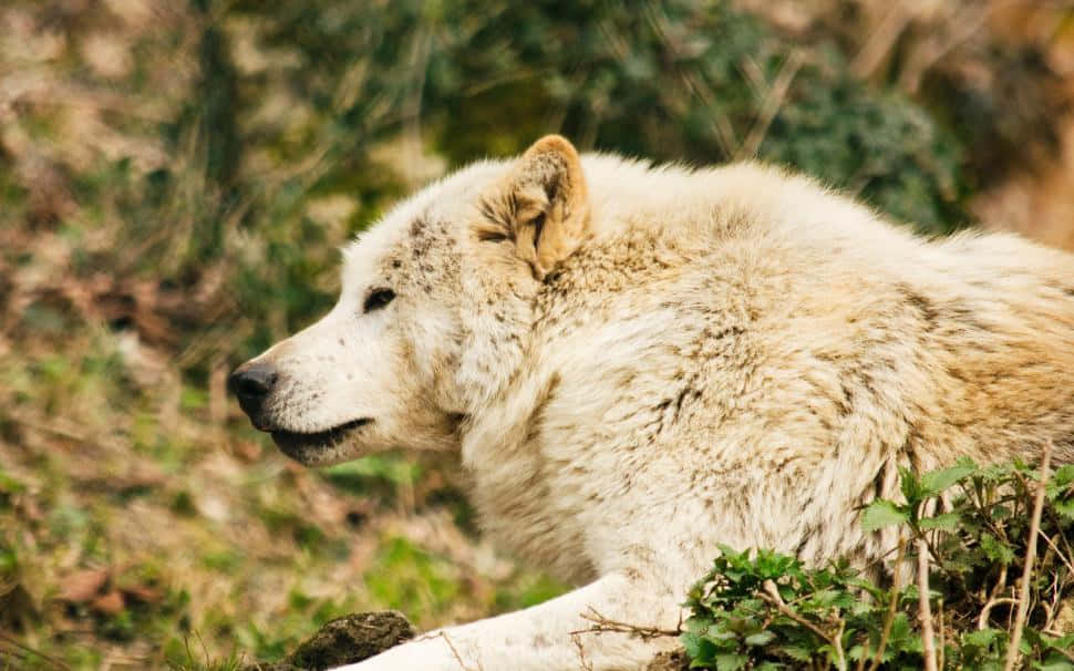 Timber Wolf 桌布 壁紙 — 一隻白狼在陽光普照的森林空地中警覺地休息，周圍有綠色樹葉和大地色調。