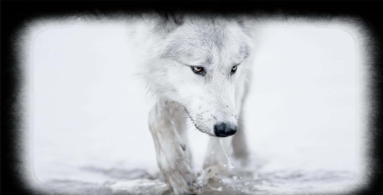 White Wolf 桌布 壁紙 — 一隻白狼在雪景背景下，專注而有力地涉過淺水。