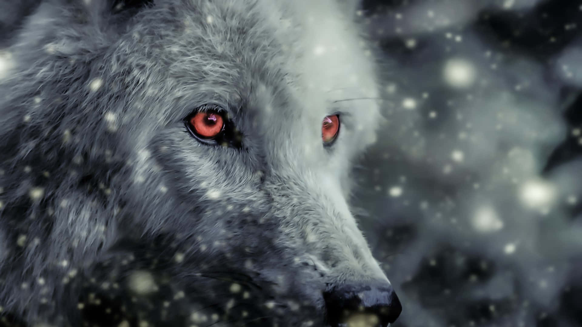 Red Eyes 桌布 壁紙 — 一隻白狼在黑暗的冬日場景中，透過飄落的雪花凝視，雙眼發出紅光的特寫。