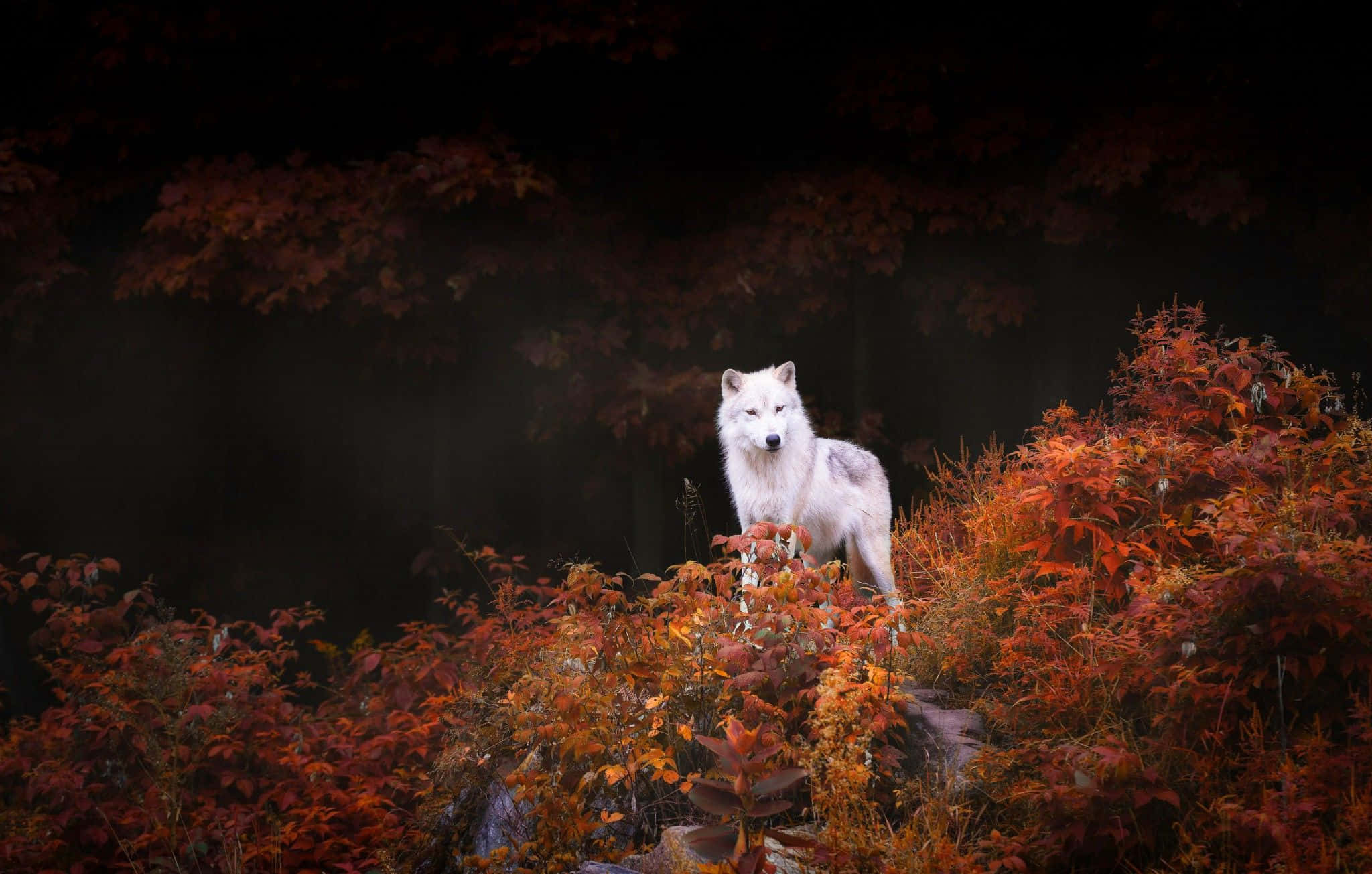 Wolf In Autumn 桌布 壁紙 — 一隻白狼在黑暗迷霧籠罩下，於鮮豔的秋葉中警覺地站立。