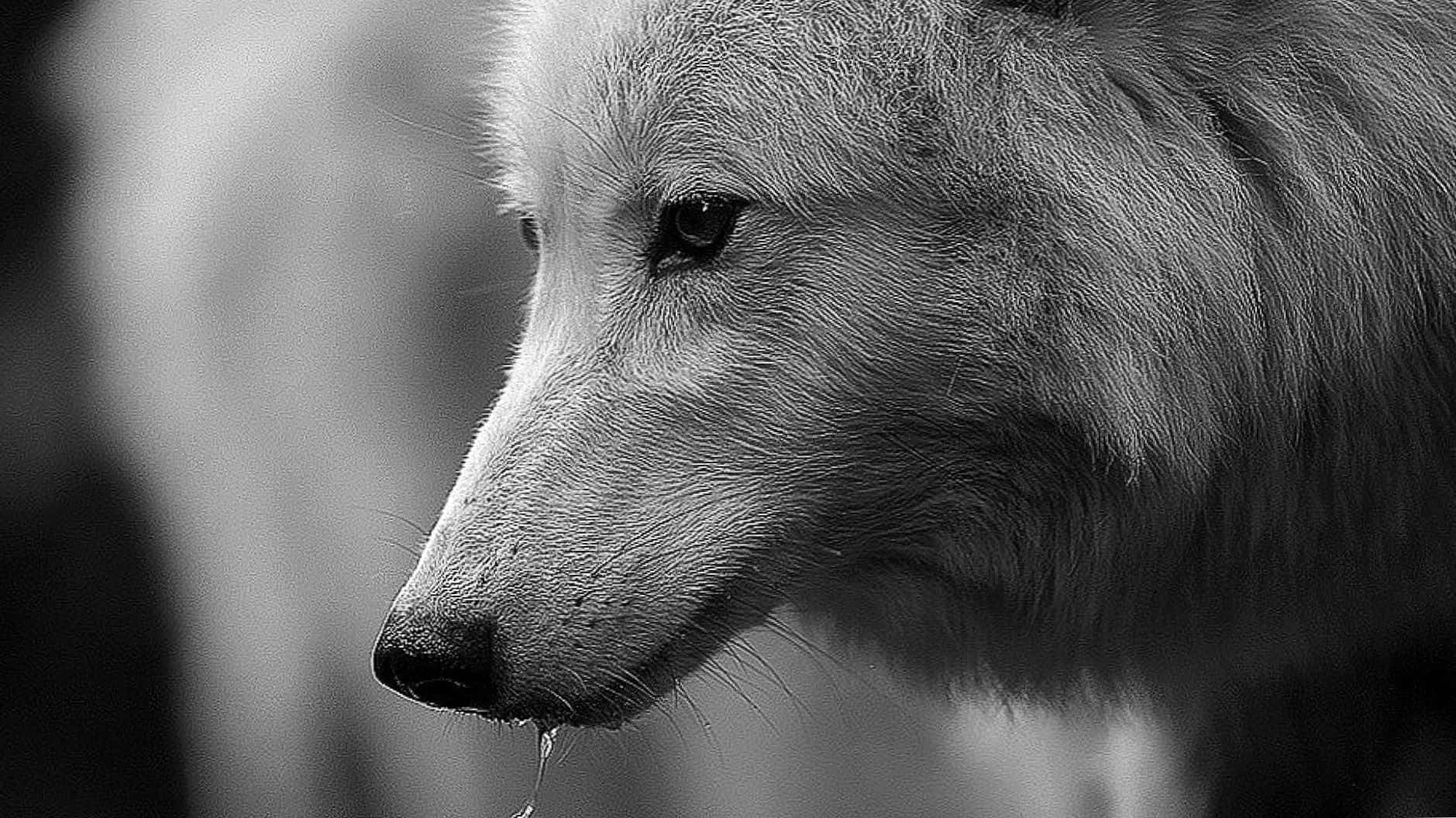 Dire Wolf 桌布 壁紙 — 一隻白狼平靜面孔的特寫黑白肖像，一滴水珠從其口鼻滴落。