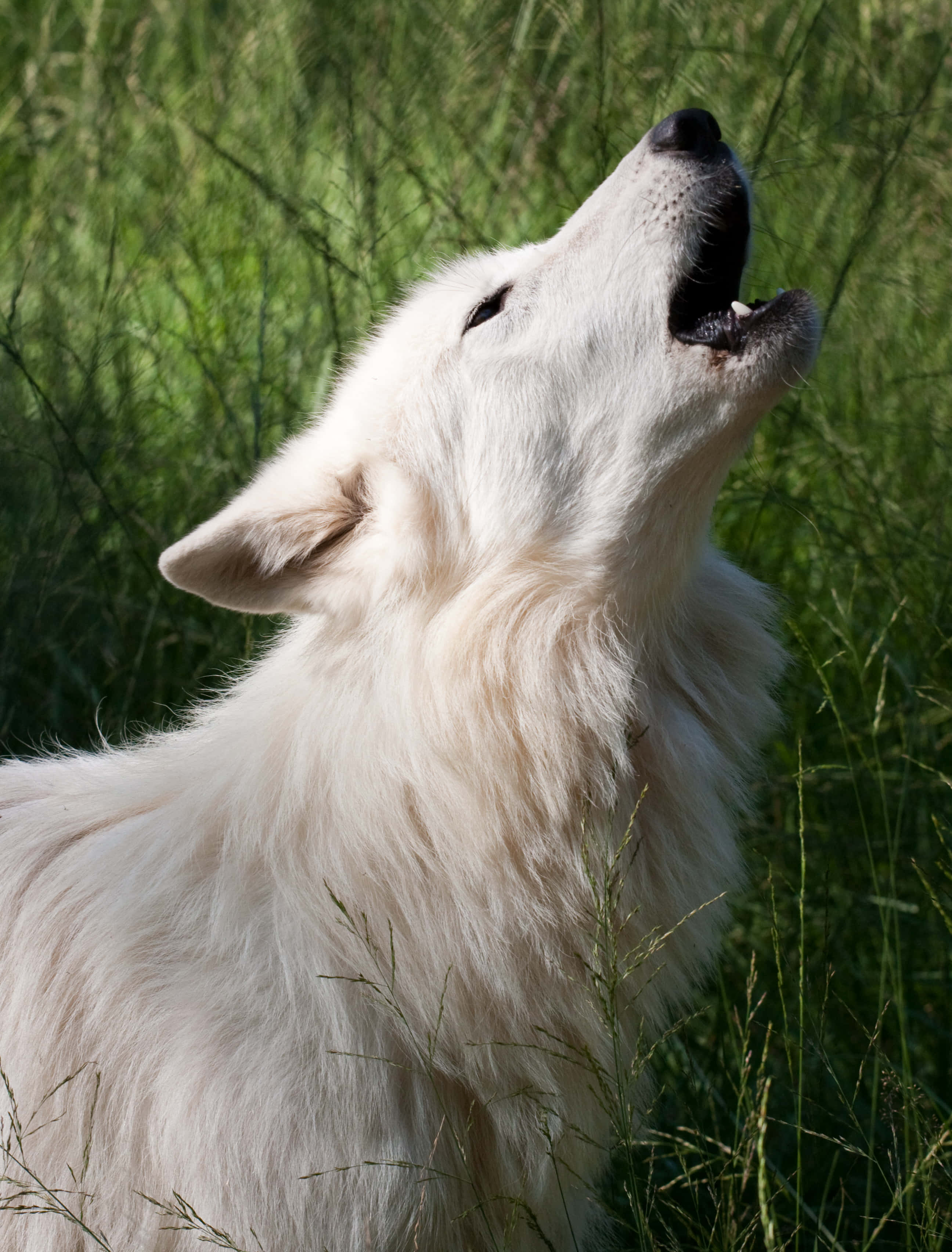 Howling Wolf 桌布 壁紙 — 一隻白狼張開嘴巴向上嚎叫，背景是陽光照耀的綠草。