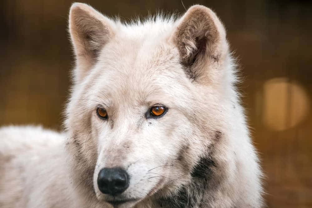 White Wolf 桌布 壁紙 — 一隻白狼的特寫，擁有銳利的琥珀色眼睛和柔軟的毛髮，在模糊的暖色背景前凝視著。
