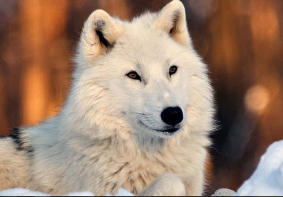 White Wolf 桌布 壁紙 — 一隻白狼的特寫，擁有銳利的琥珀色眼睛，在雪地地形中休息，背景是溫暖模糊的森林。