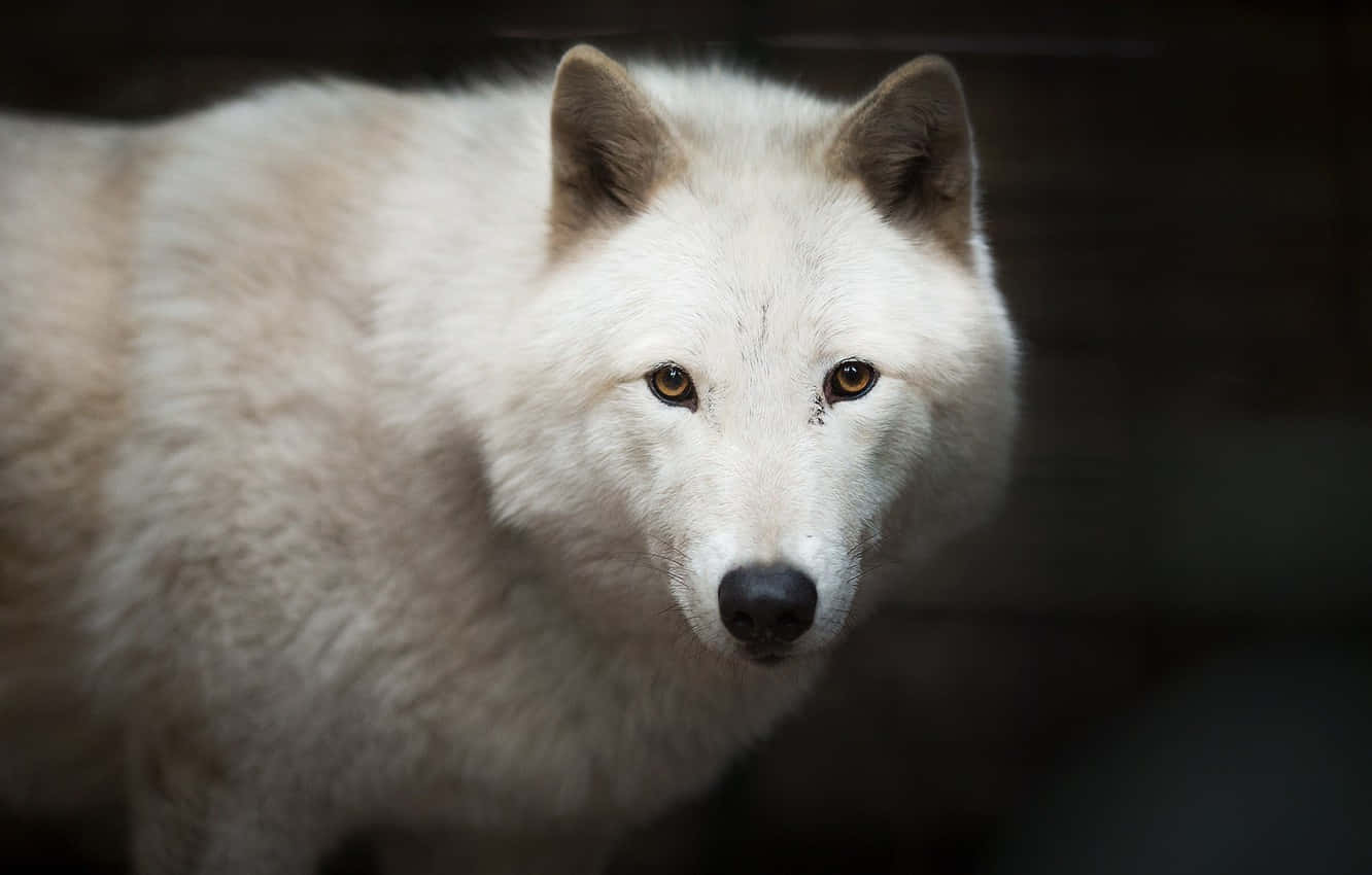 White Wolf 桌布 壁紙 — 一隻白狼的特寫，擁有銳利的琥珀色眼睛，在黑暗模糊的背景前專注地凝視。