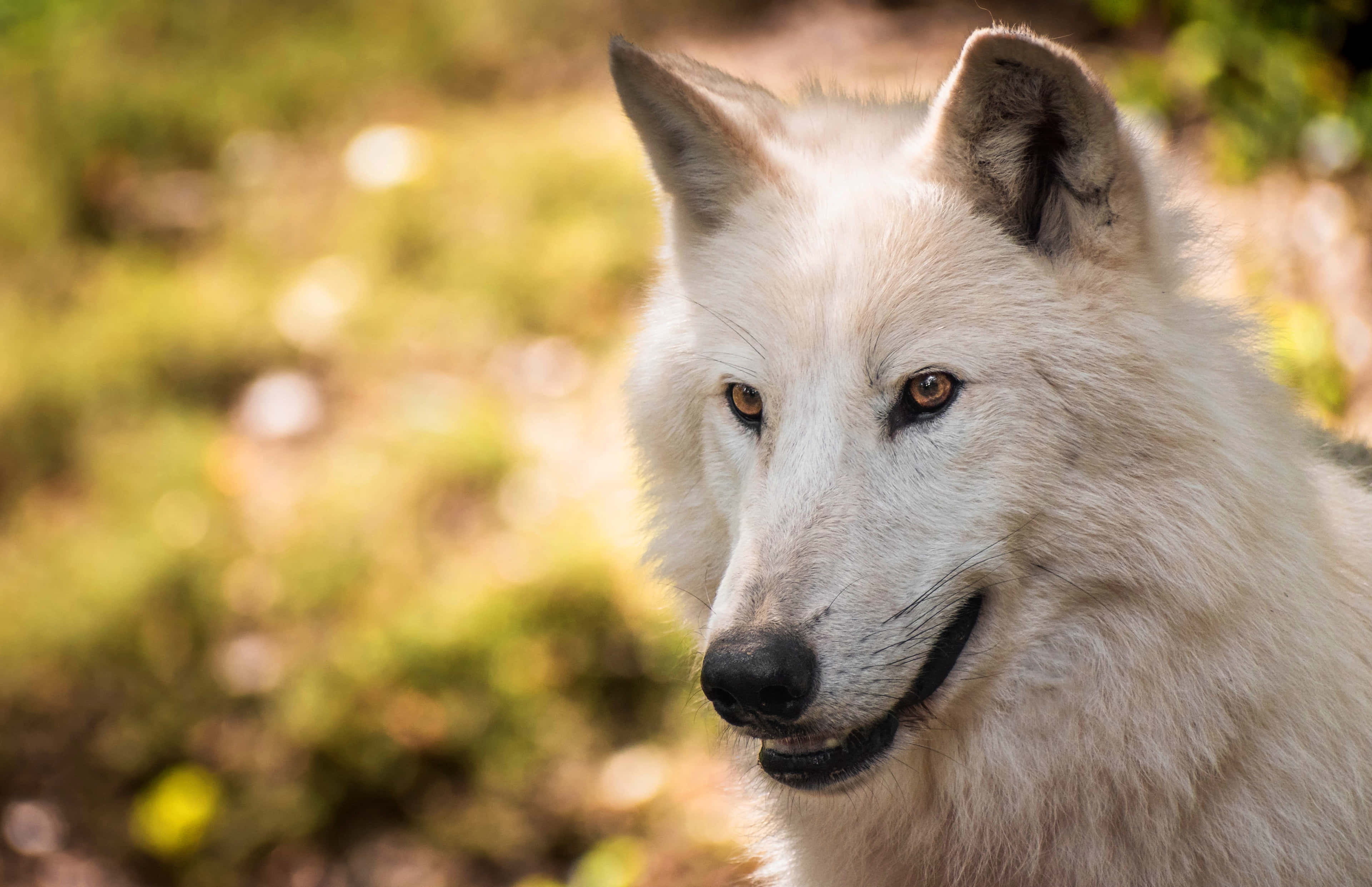 Arctic Wolf 桌布 壁紙 — 一隻白狼的特寫，琥珀色的眼睛在陽光下模糊的綠色背景前專注地凝視。