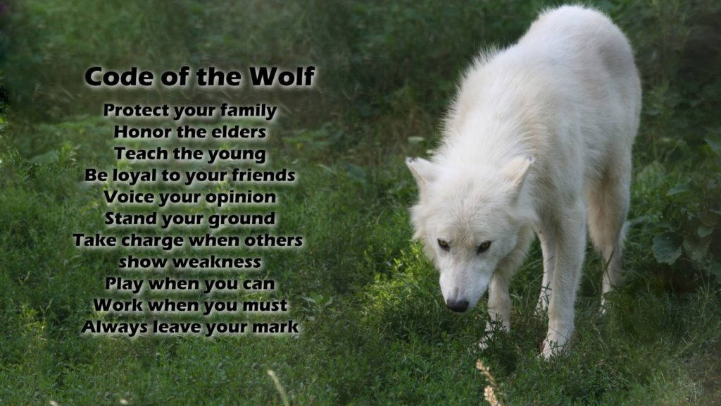 HD Wolf 桌布 壁紙 — 一隻白狼警覺地站在茂密的綠草中，文字疊加列出「狼之守則」的原則。