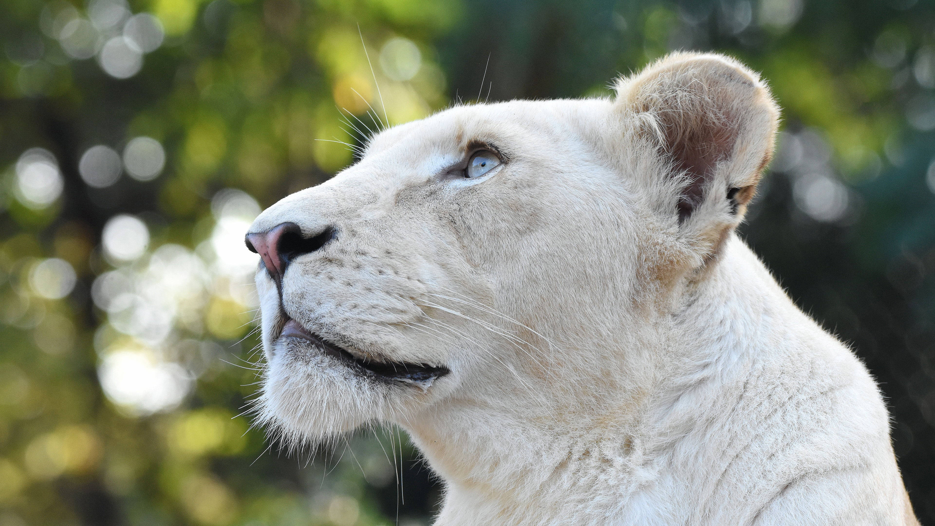 Lioness 桌布 壁紙 — 一隻白獅子近距離特寫，擁有引人注目的藍色眼睛，向上凝視，背景是柔和的綠色散景。