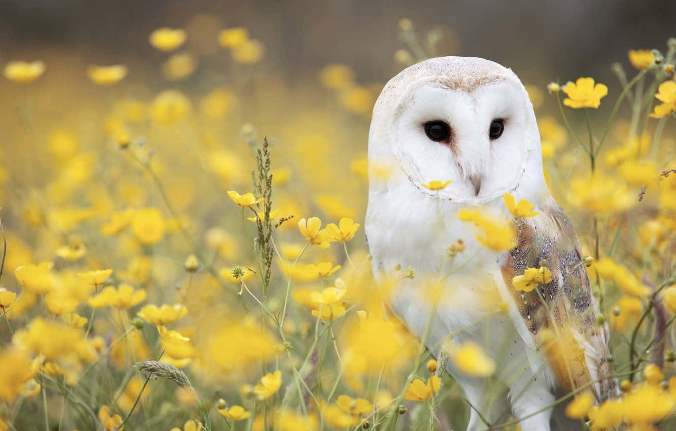 barn owl 桌布 壁紙 — 一隻白羽毛黑眼睛的倉鴞，在陽光明媚的草地上，平靜地坐在鮮黃色的毛茛花叢中。