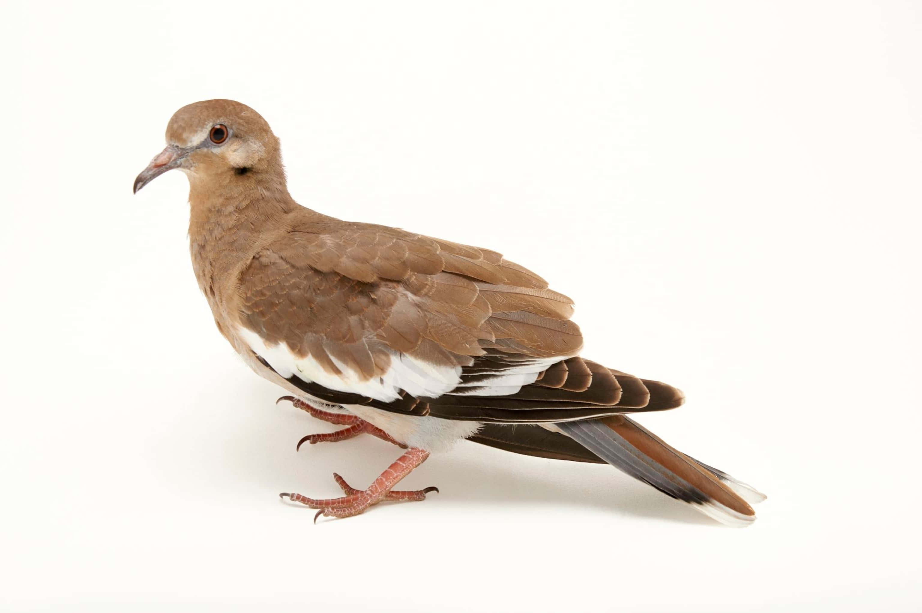 Dove Wings 桌布 壁紙 — 一隻白翅鴿在純白背景前靜止站立，展示其棕色羽毛和粉紅色腿部。