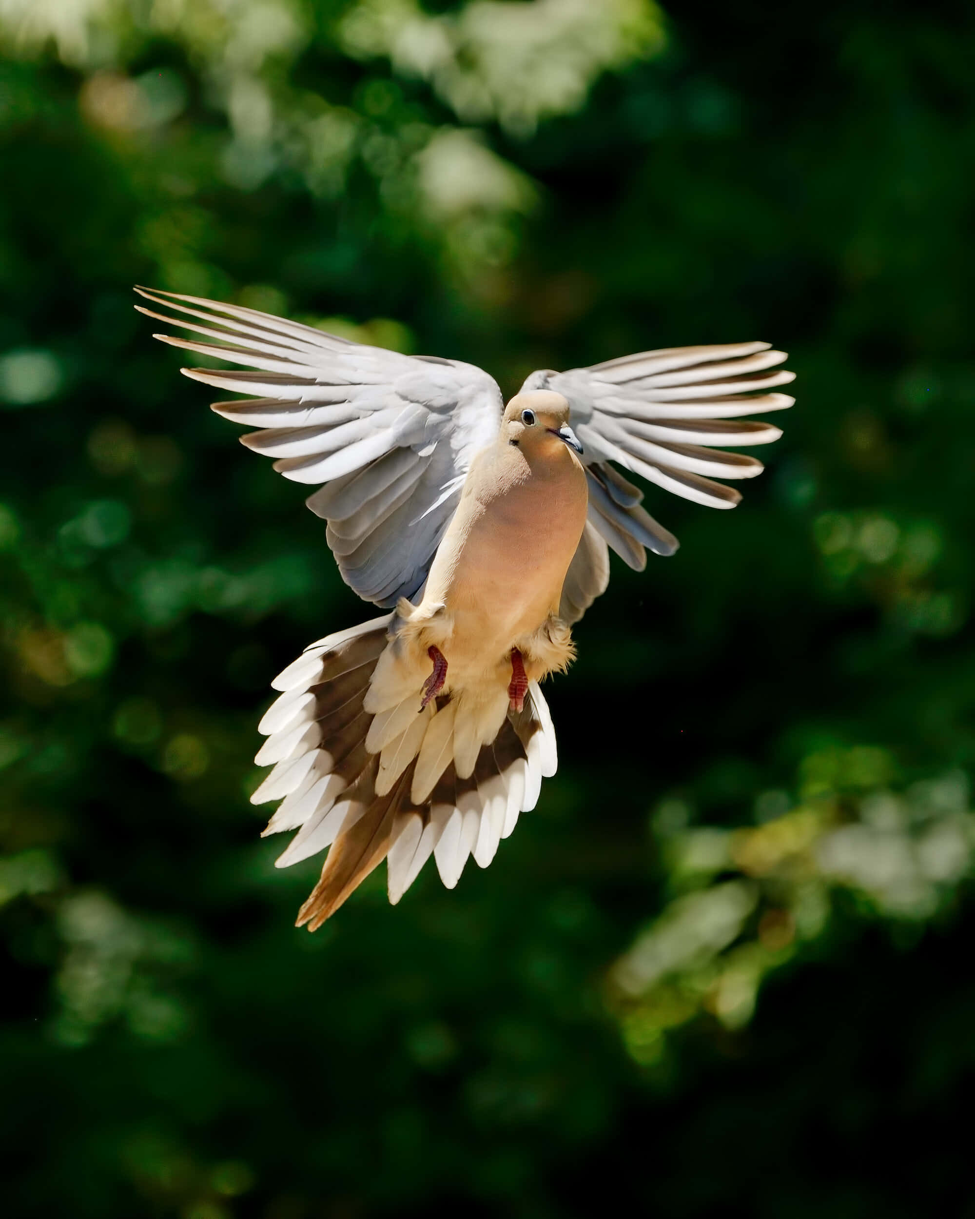 Dove Wings 桌布 壁紙 — 一隻白翼鴿子在茂密的綠色森林背景下優雅地翱翔，羽毛在陽光下閃耀。