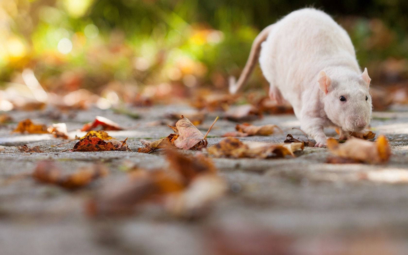 Rat 桌布 壁紙 — 一隻白老鼠在陽光照耀的石徑上，於落下的秋葉間覓食。