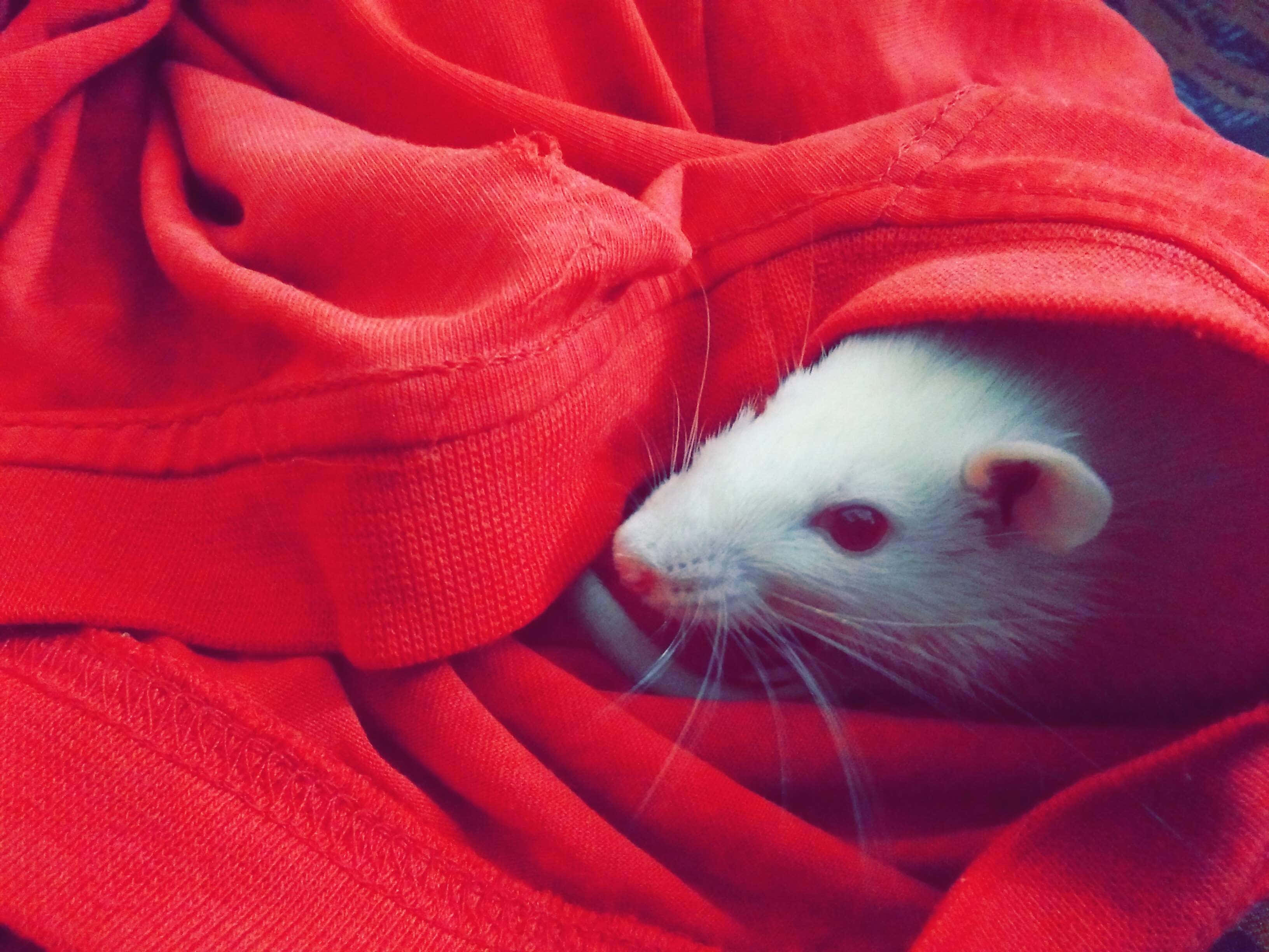 動物 桌布 壁紙 — 一隻白老鼠好奇地從皺巴巴的紅色布料中探出頭來，鬍鬚在柔焦中顫動。