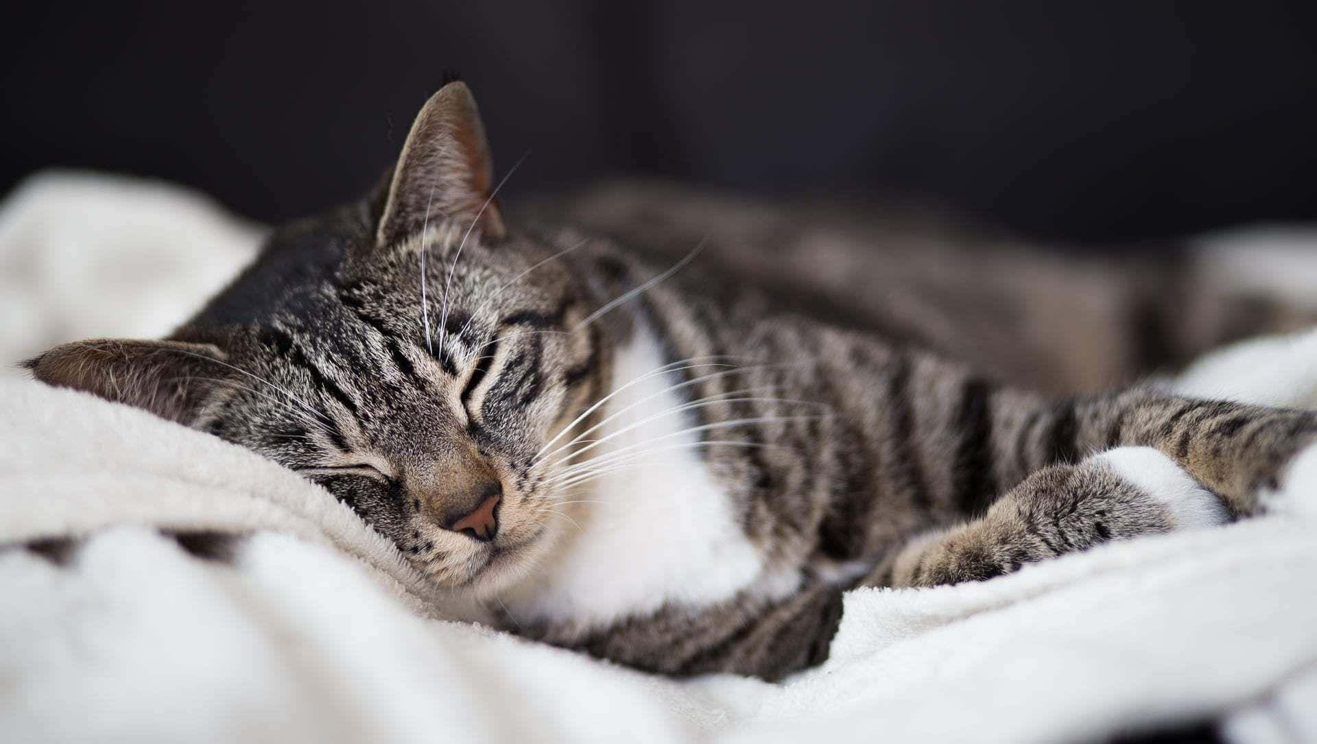 Tabby Cat 桌布 壁紙 — 一隻白胸的虎斑貓在柔軟的白色毛毯上安詳地睡覺，背景是暗色模糊的。