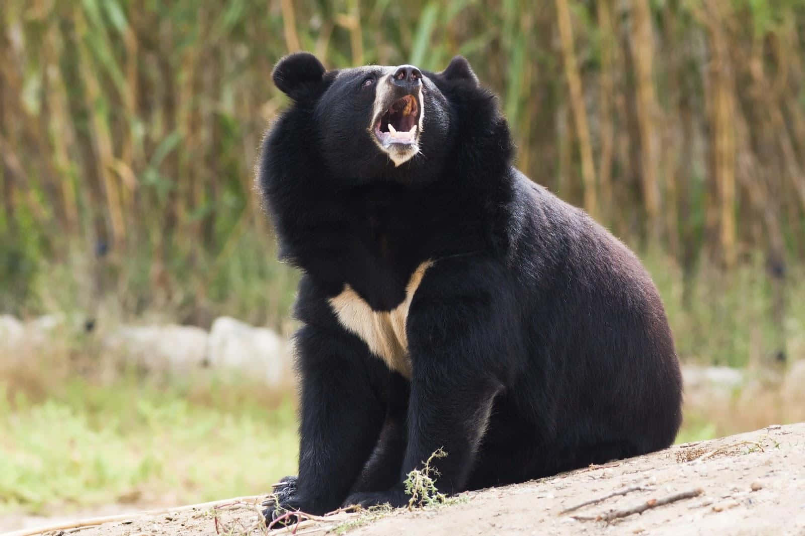 動物 桌布 壁紙 — 一隻白胸黑熊坐在土堆上，張大嘴巴咆哮，背景是高高的蘆葦。