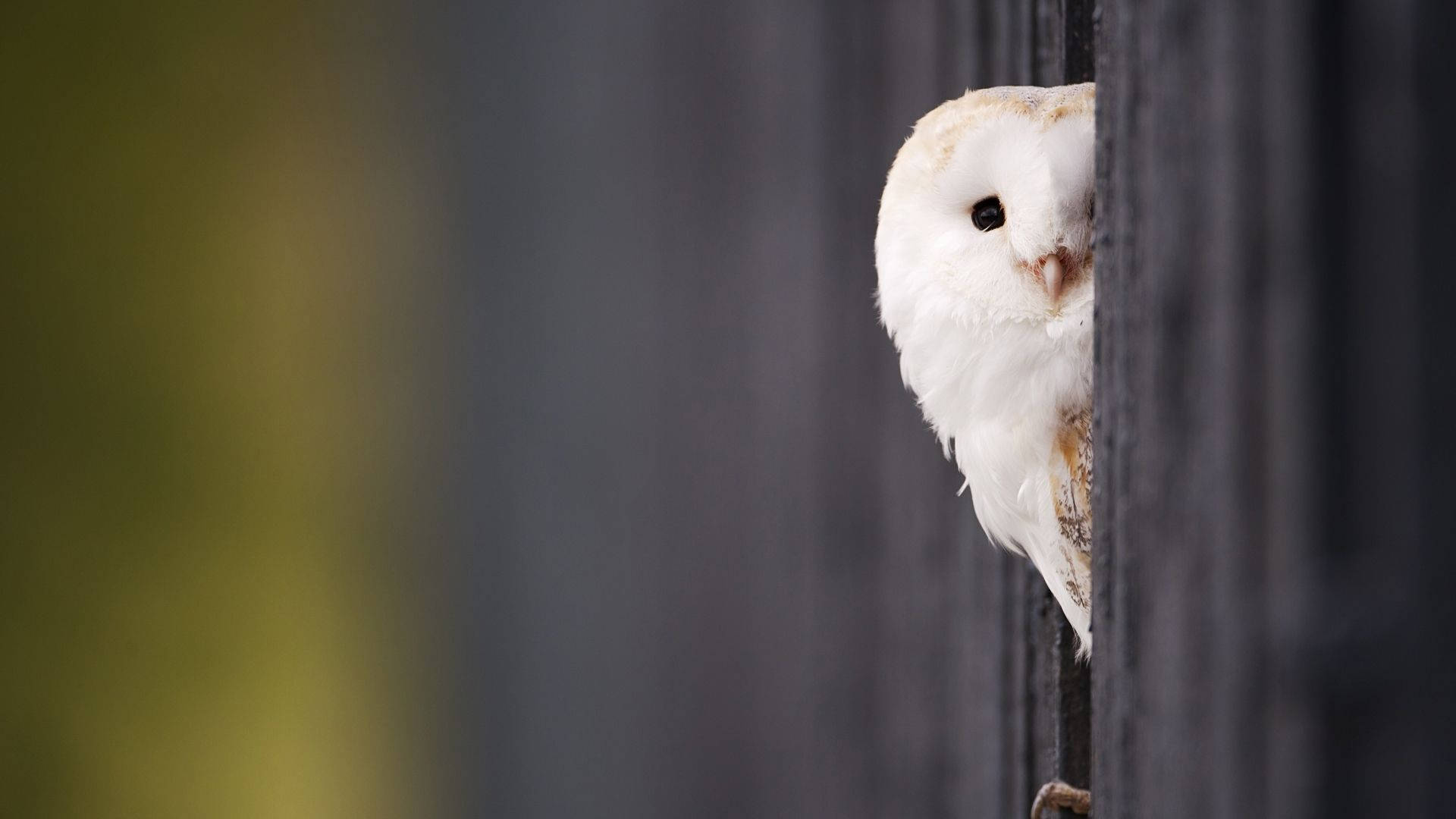 Baby Owl 桌布 壁紙 — 一隻白色倉鴞從深色木柵欄後好奇地探出頭來，背景是柔和模糊的綠色。