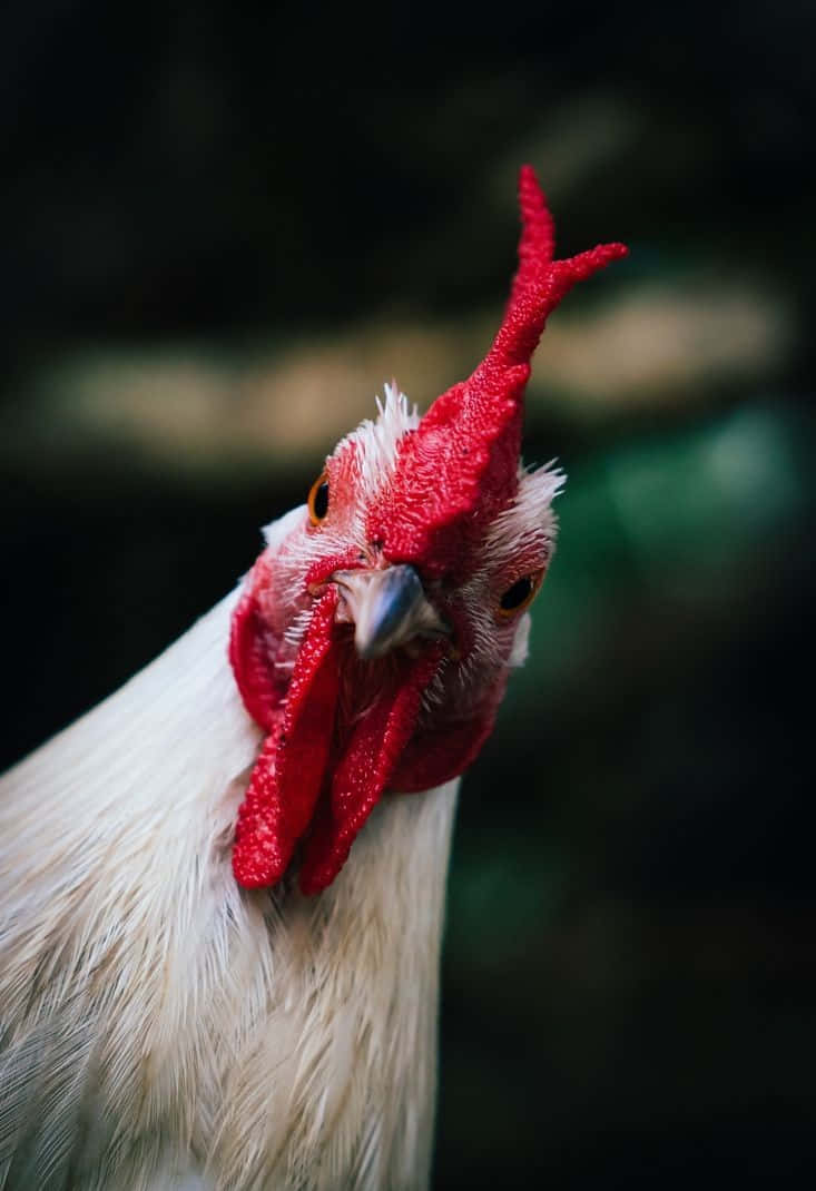 動物 桌布 壁紙 — 一隻白色公雞的特寫，擁有鮮紅色的雞冠和肉垂，在黑暗模糊的背景前專注地凝視。