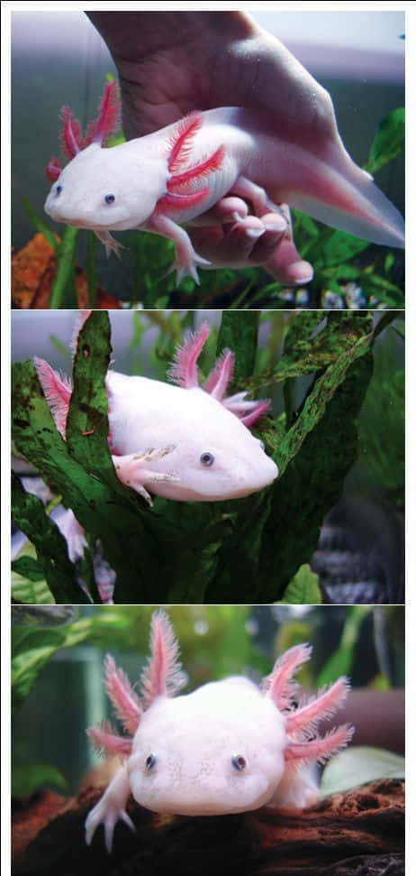 動物 桌布 壁紙 — 一隻白色六角恐龍，帶有粉紅色鰓和羽毛狀附肢，在清澈的水族箱中優雅地在綠色水生植物間游動。