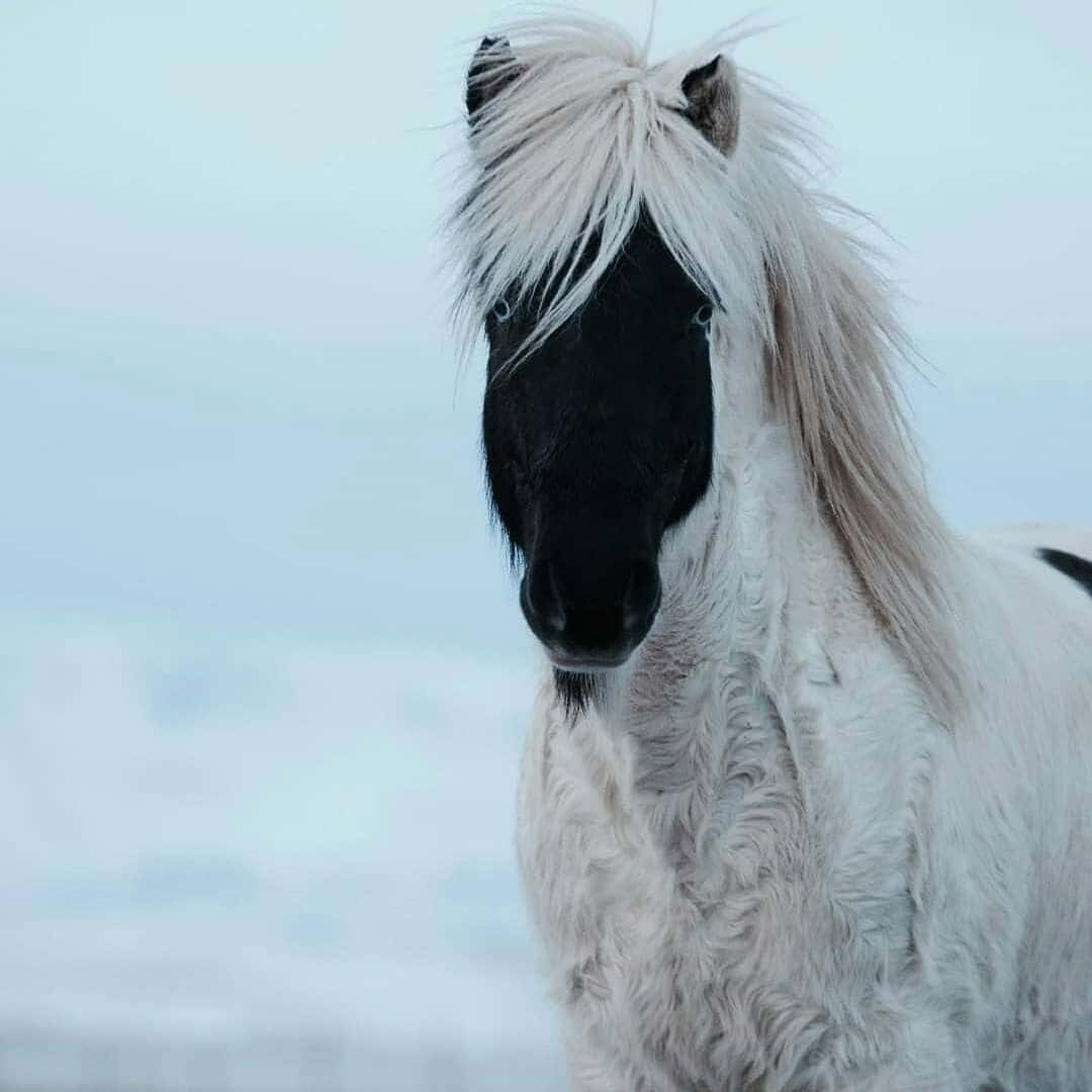  壁紙 — 一隻白色冰島馬，黑色臉龐，鬃毛飄逸，站在雪景中的特寫。