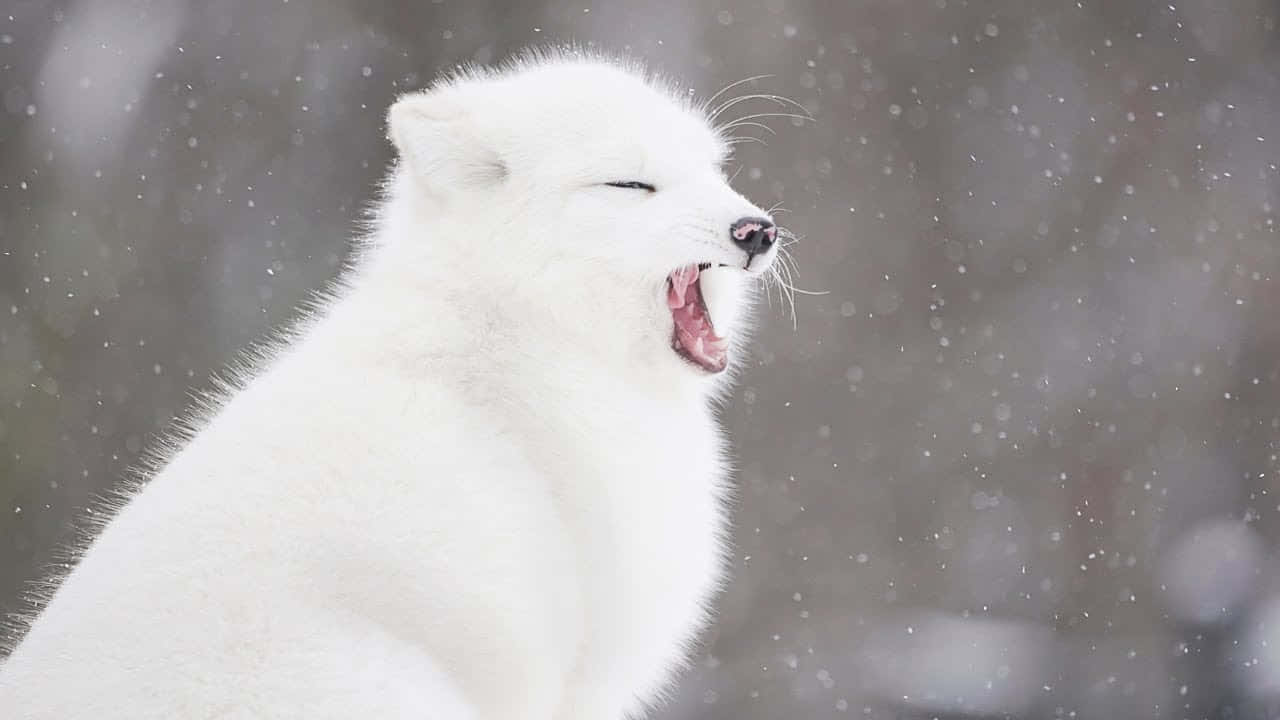 北極狐圖片 — 北極狐 GIF 壁紙