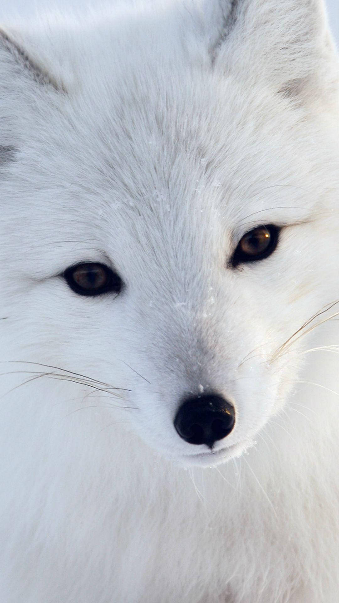 White Fox 桌布 壁紙 — 一隻白色北極狐特寫，琥珀色銳利眼睛直視鏡頭，背景是雪地。