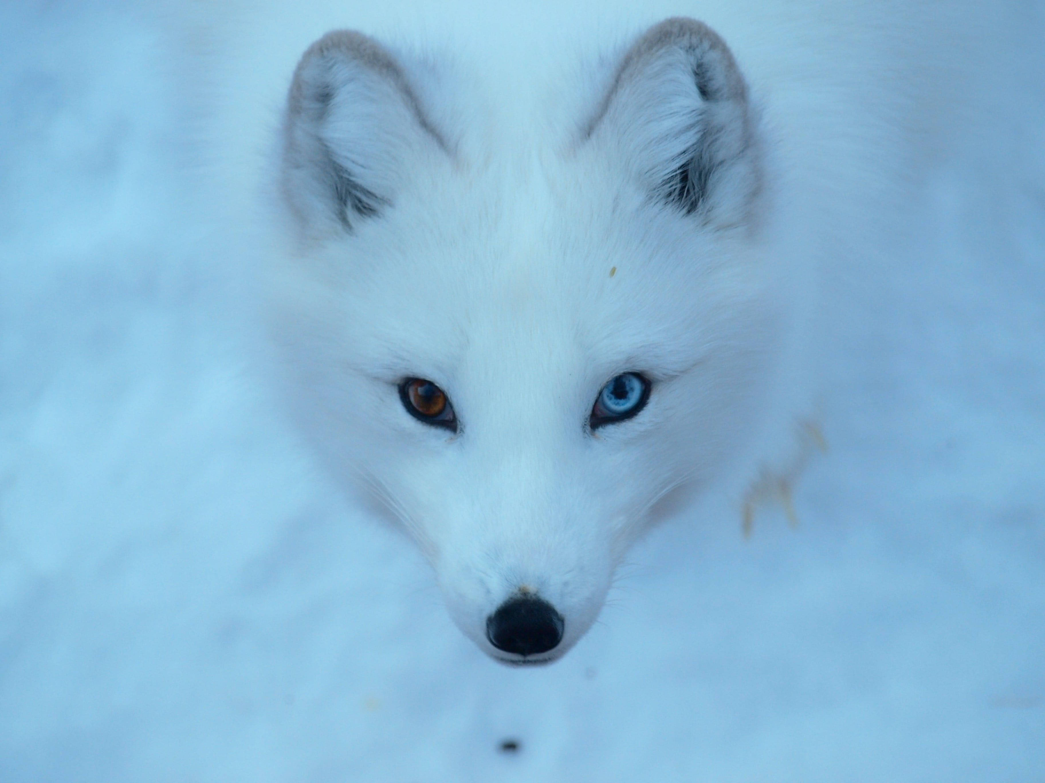White Fox 桌布 壁紙 — 一隻白色北極狐的特寫，擁有異色瞳（一琥珀一藍），在雪地中向上凝視。