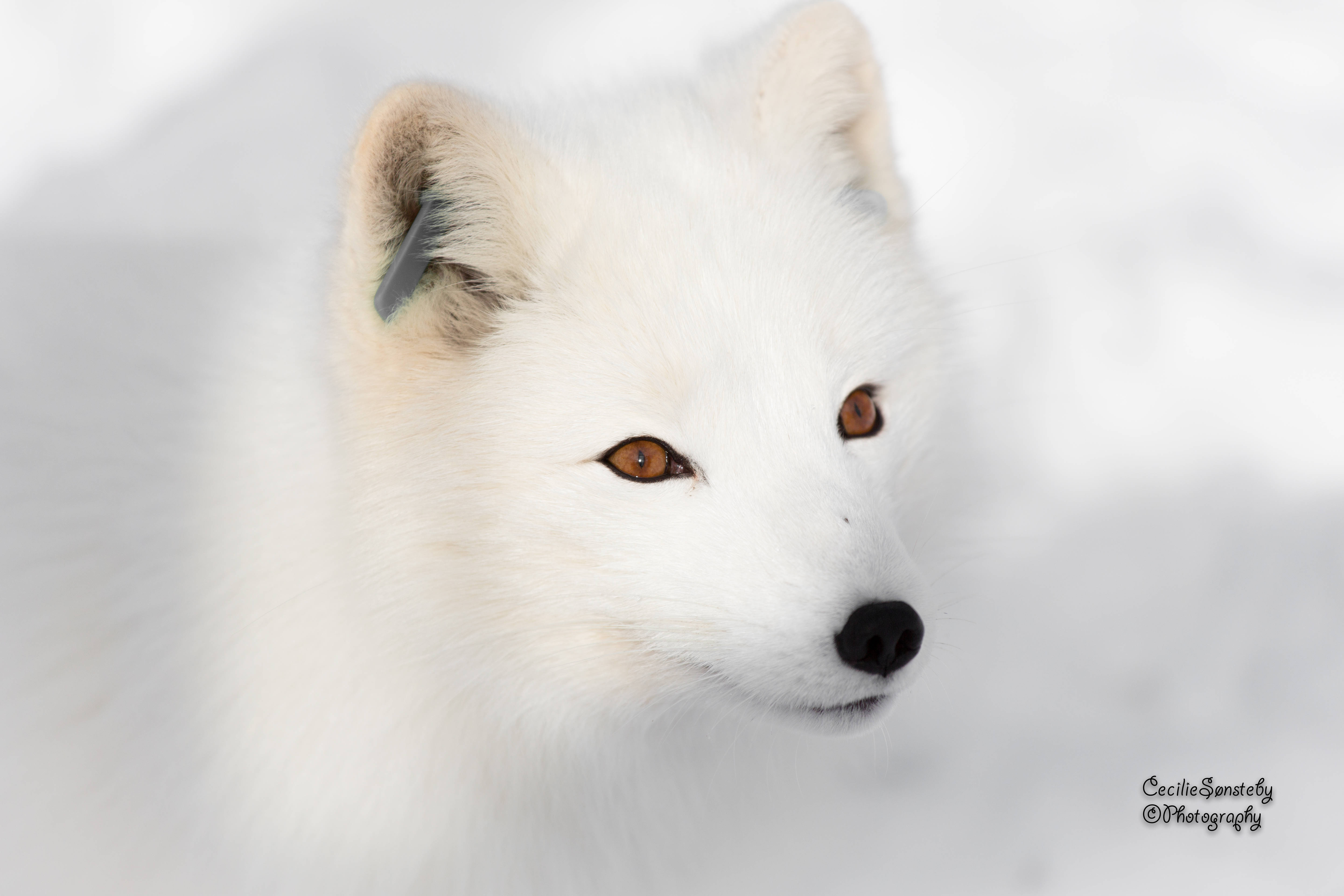 White Fox 桌布 壁紙 — 一隻白色北極狐的特寫，琥珀色的眼睛在雪景背景下平靜地凝視。