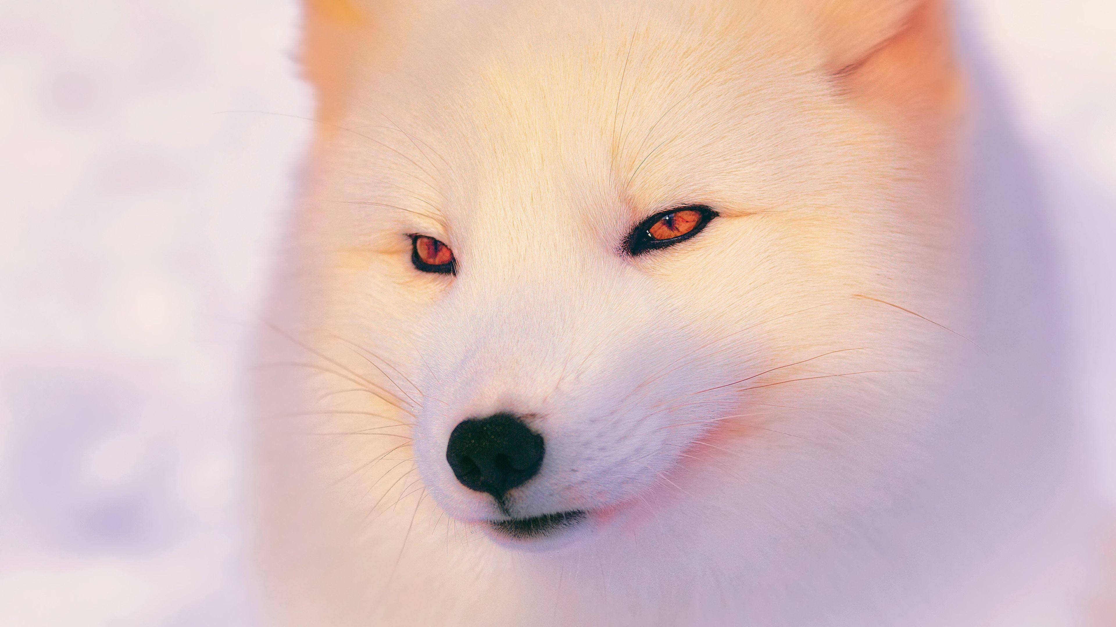 White Fox 桌布 壁紙 — 一隻白色北極狐的近距離特寫，擁有引人注目的琥珀色眼睛，在雪景背景下平靜地凝視。