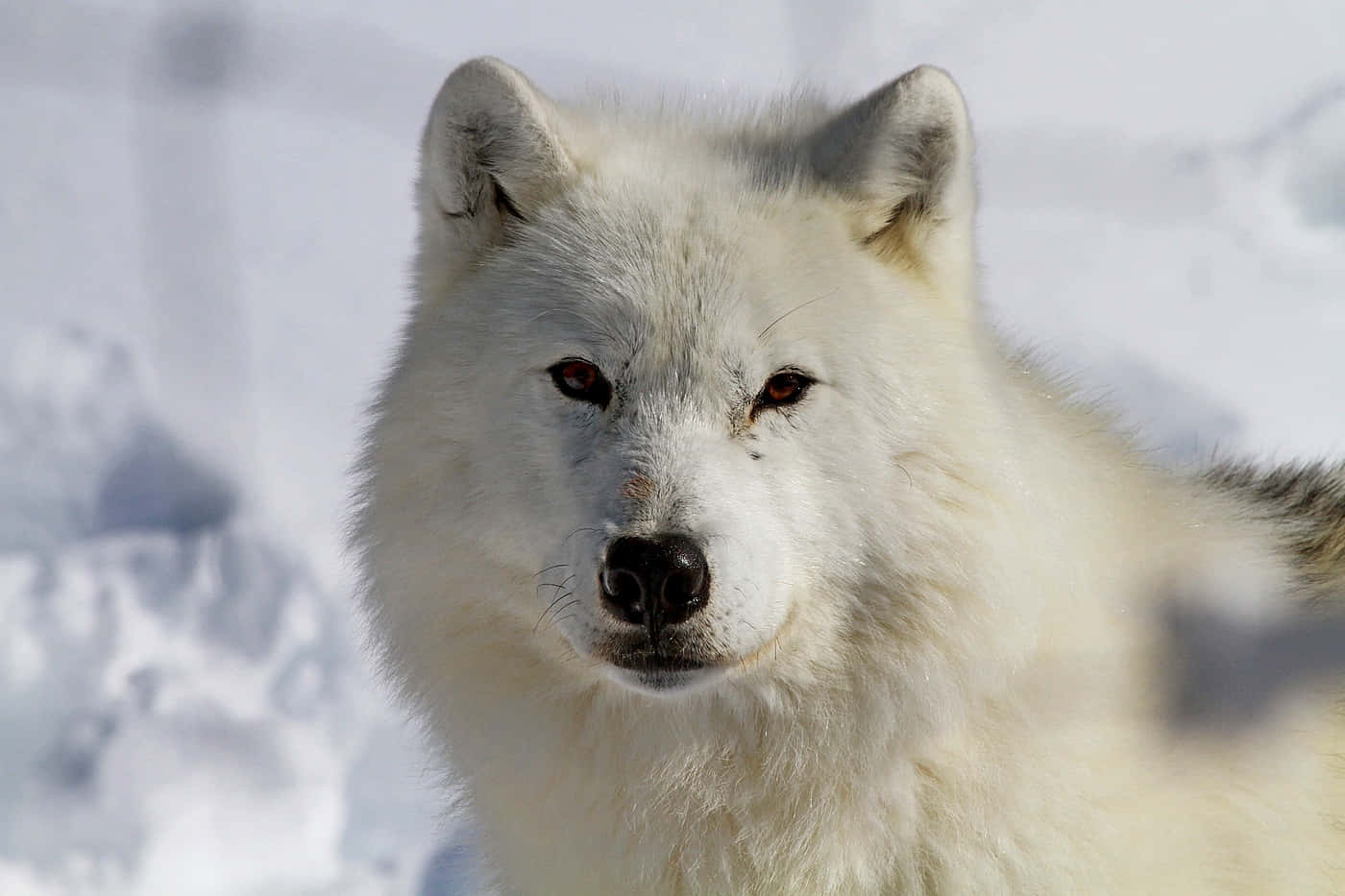 Arctic Wolf 桌布 壁紙 — 一隻白色北極狼的特寫，擁有銳利的紅色眼睛，在雪地背景下專注地凝視。