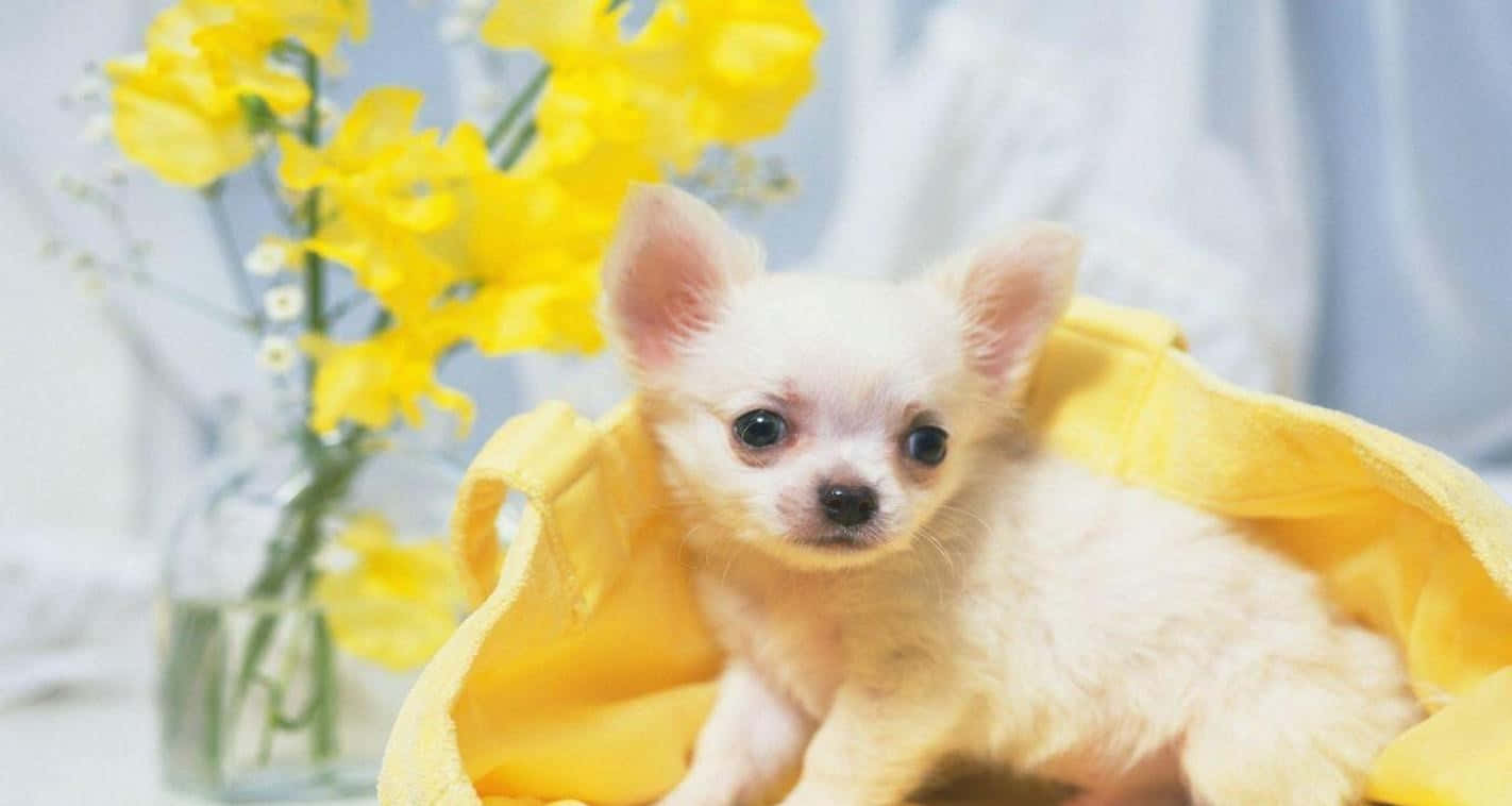 Chihuahua 桌布 壁紙 — 一隻白色吉娃娃小狗包裹在黃色毛巾中，坐在一束鮮黃色花朵的花瓶旁邊。
