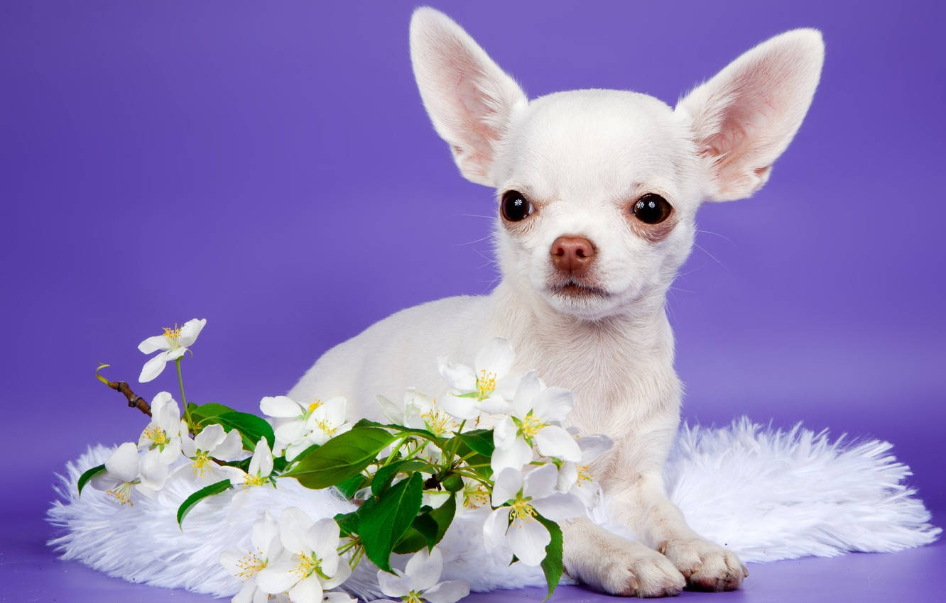 Chihuahua 桌布 壁紙 — 一隻白色吉娃娃幼犬，耳朵很大，坐在一個毛茸茸的白色墊子上，旁邊有一枝白色花朵，背景是鮮豔的紫色。