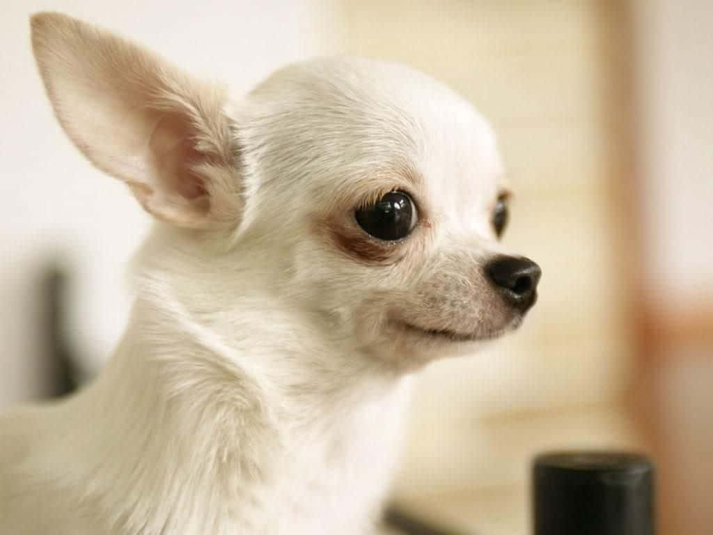 Chihuahua Dog 桌布 壁紙 — 一隻白色吉娃娃的特寫，有大大的深色眼睛和豎起的耳朵，正看向旁邊。