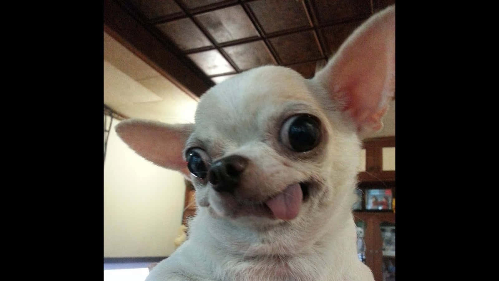 Tongue Out 桌布 壁紙 — 一隻白色吉娃娃的特寫，有巨大的黑色眼睛和伸出的舌頭，直視鏡頭。
