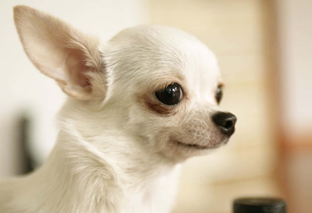 Chihuahua 桌布 壁紙 — 一隻白色吉娃娃的特寫，牠有大大的黑色眼睛和豎起的耳朵，若有所思地看向旁邊。