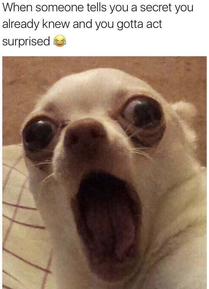 Pet Memes 桌布 壁紙 — 一隻白色吉娃娃的近距離特寫，眼睛大而突出，嘴巴張開，表情誇張地驚訝。