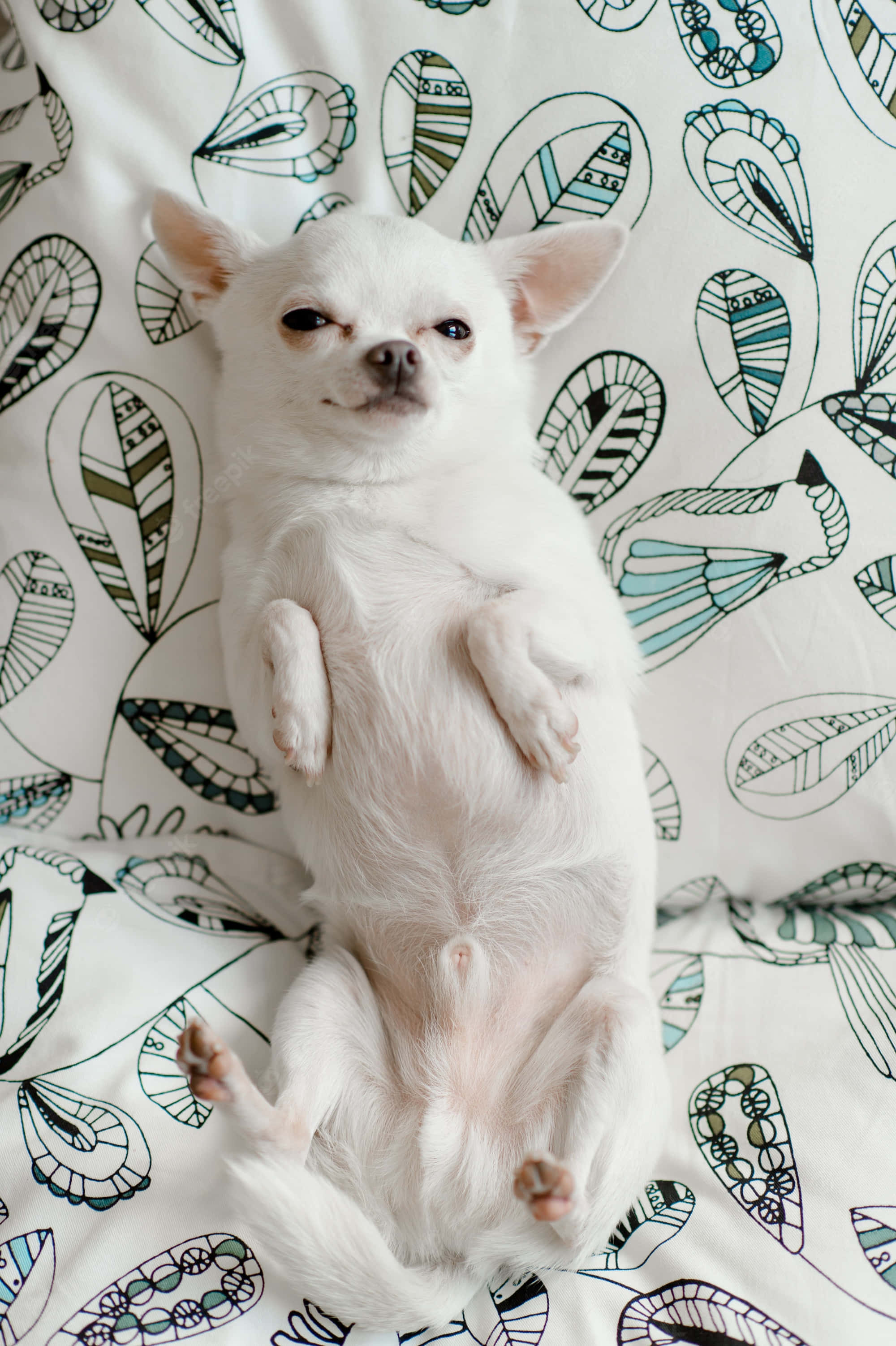 Chihuahua 桌布 壁紙 — 一隻白色吉娃娃背躺在有圖案的毯子上，表情頑皮。