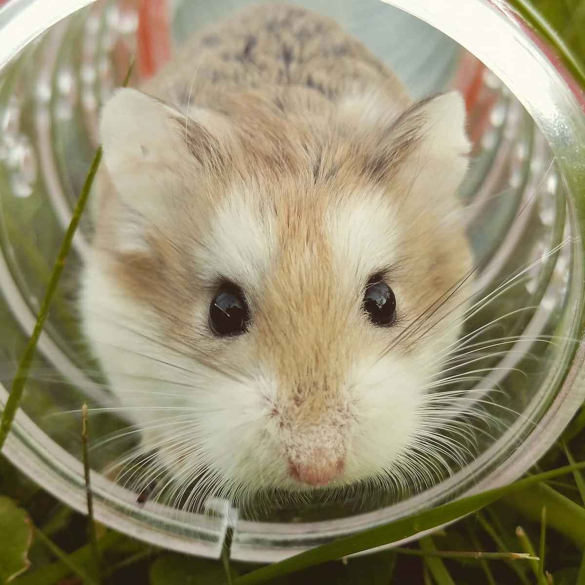 Hamster 桌布 壁紙 — 一隻白色和棕色毛髮的小倉鼠，透過放在綠色草地上的透明塑膠管好奇地窺視的特寫。