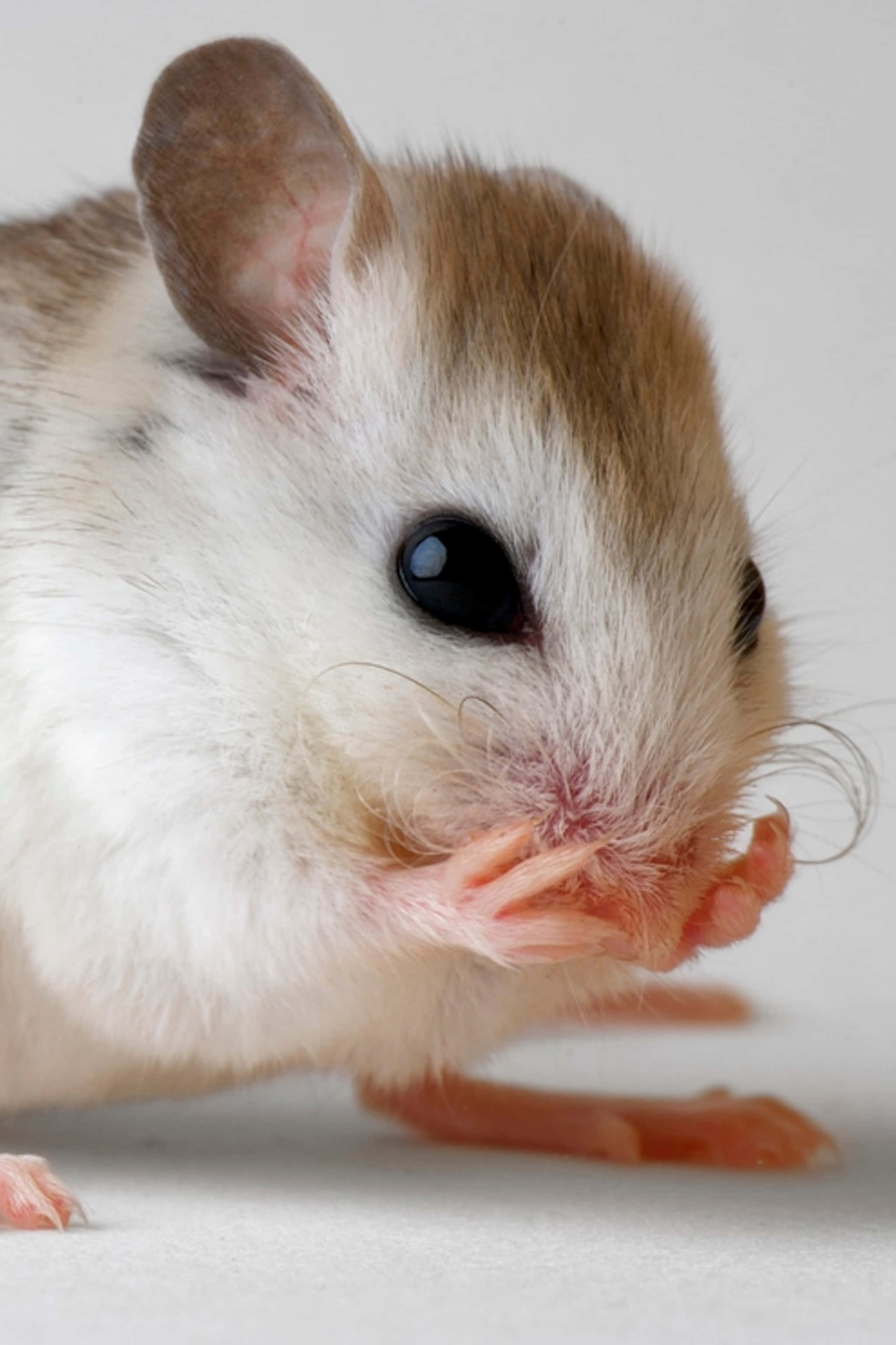 Mouse 桌布 壁紙 — 一隻白色和棕色毛髮的小老鼠用粉紅色小爪子啃咬東西的特寫。