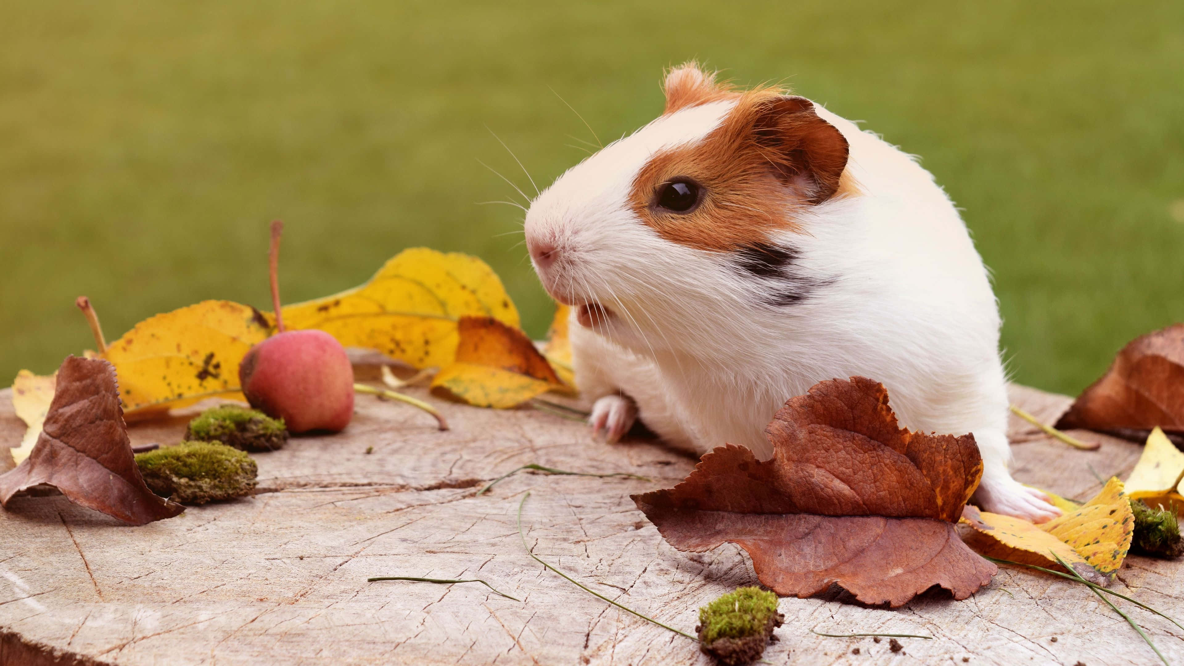 guinea pig 桌布 壁紙 — 一隻白色和棕色的天竺鼠坐在樹樁上，周圍有秋葉和一個小蘋果。