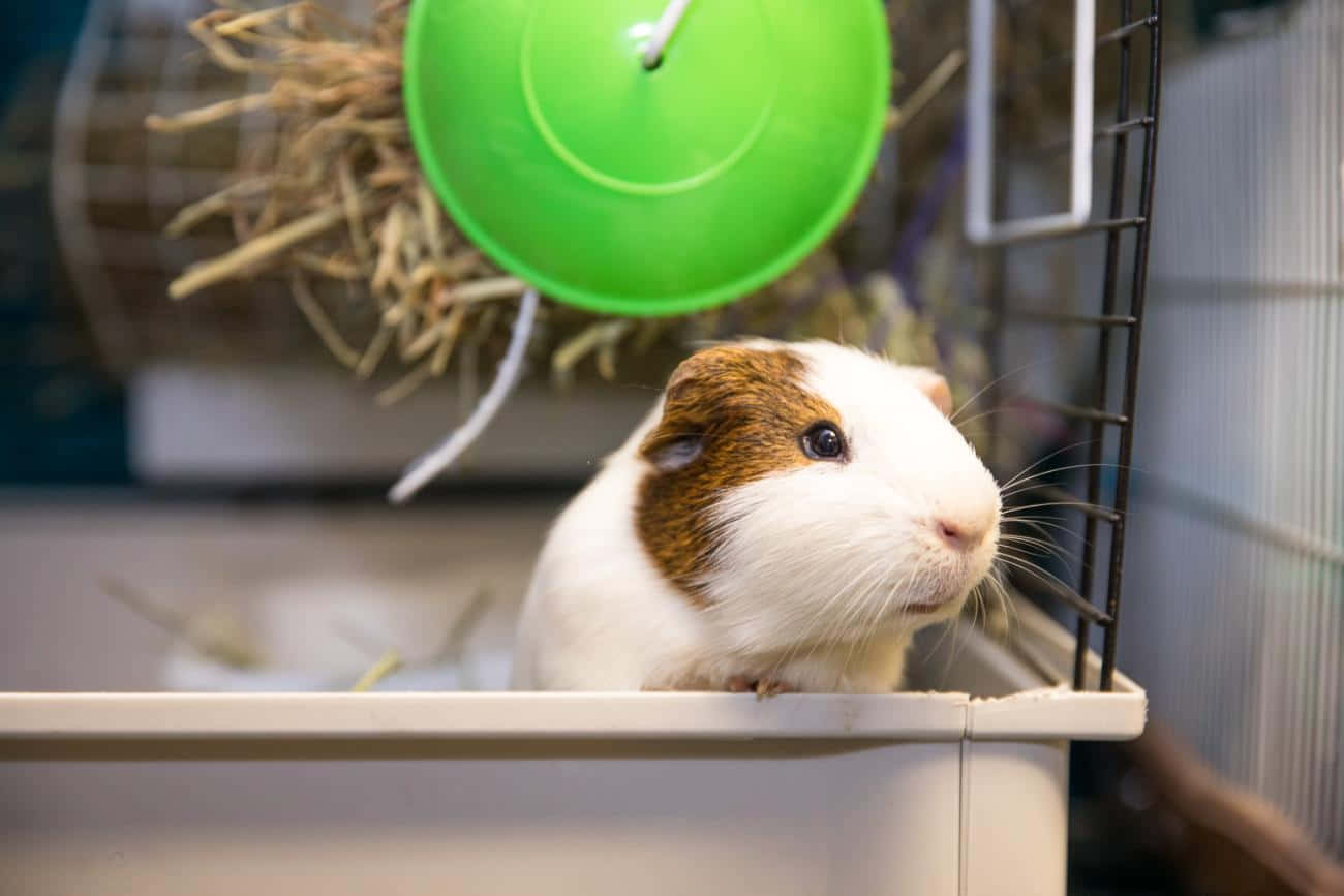 動物 桌布 壁紙 — 一隻白色和棕色的天竺鼠好奇地從籠子邊緣探出頭來，上方有一個綠色的懸掛式餵食器。