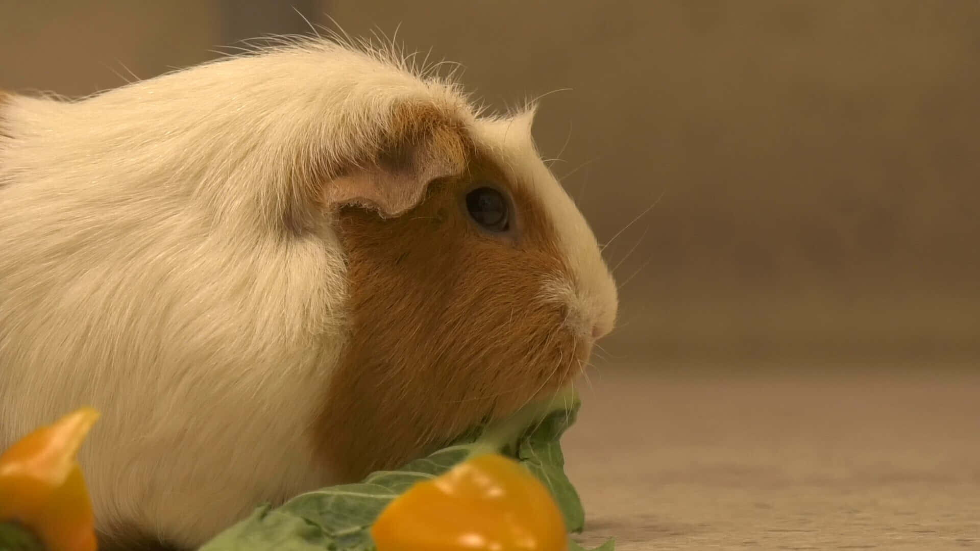 guinea pig 桌布 壁紙 — 一隻白色和棕色的天竺鼠正在啃食綠色生菜和黃色甜椒的特寫。