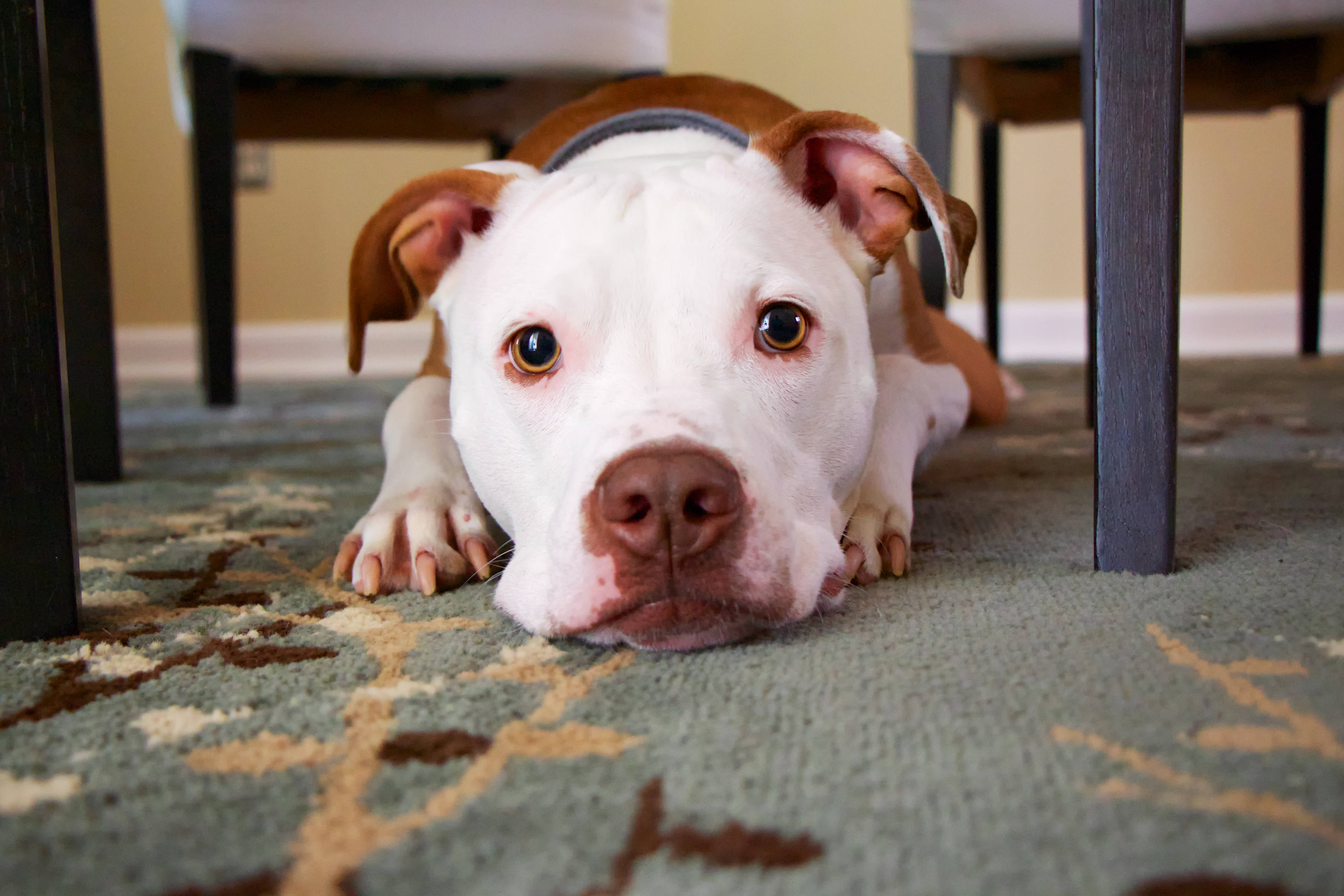 Pitbull 桌布 壁紙 — 一隻白色和棕色的比特鬥牛犬幼犬躺在餐桌下有圖案的地毯上，用大大的棕色眼睛向上凝視。