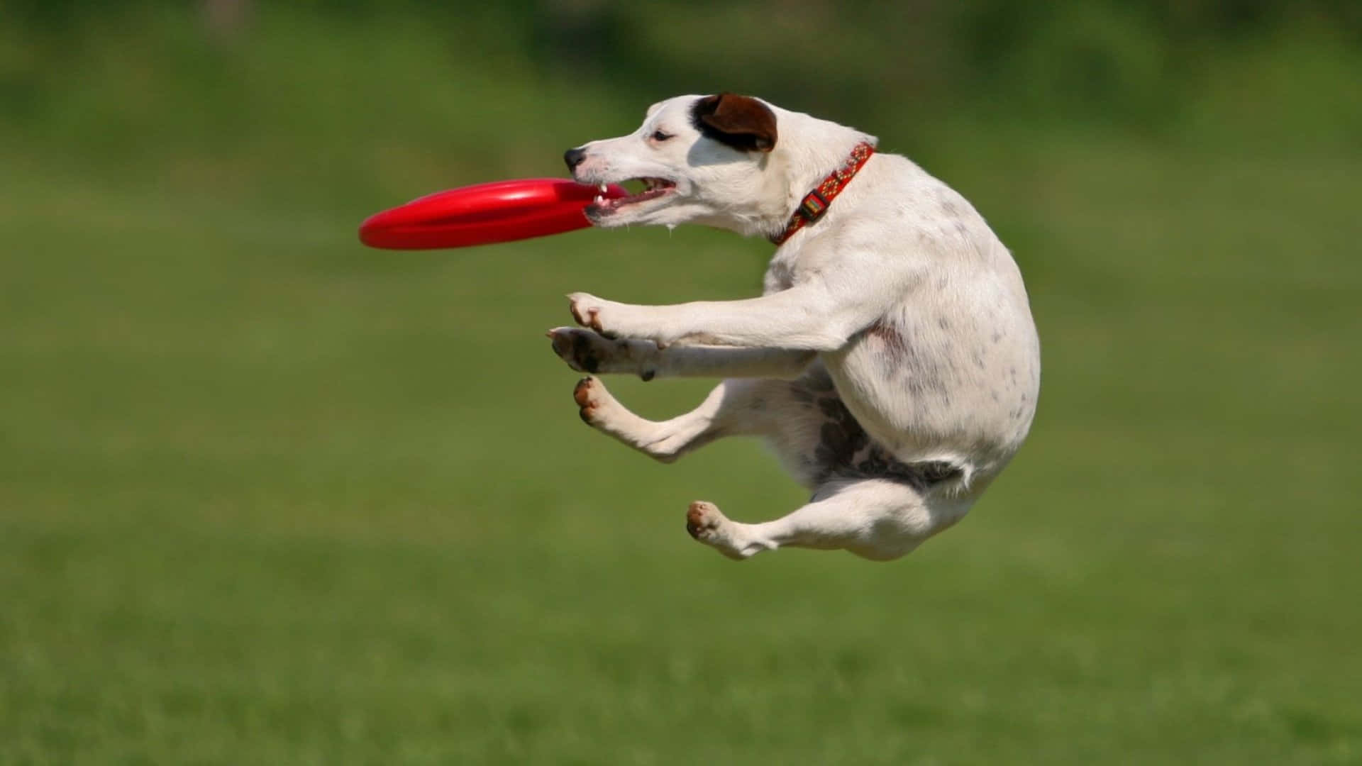 1920x1080 Frisbee 桌布 壁紙 — 一隻白色和棕色的狗在半空中跳起接住紅色飛盤，背景是模糊的綠色田野。